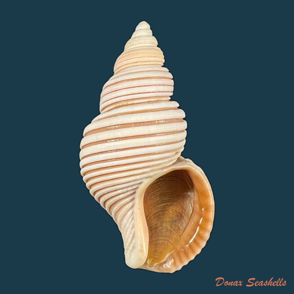 copia-de-cantharus-melanostoma-g-b-sowerby-i-1825-57-2mm