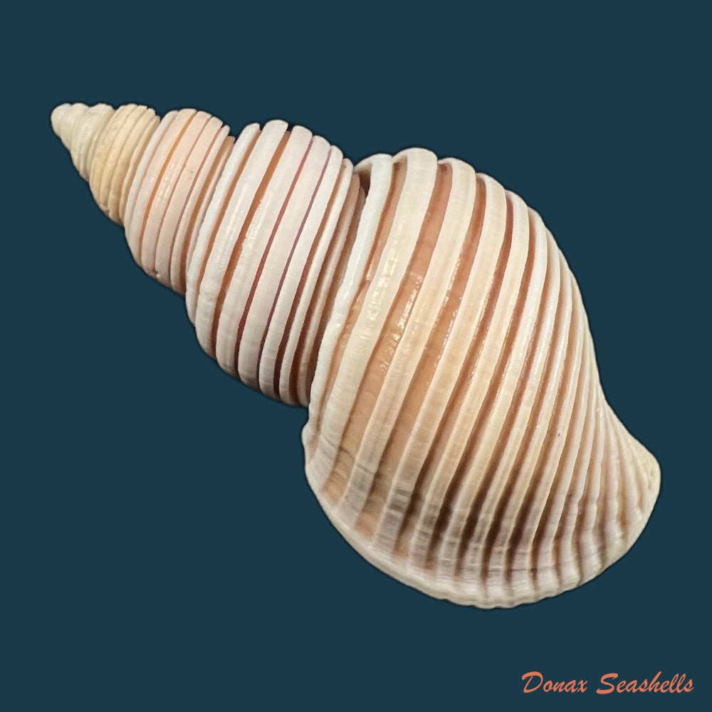 copia-de-cantharus-melanostoma-g-b-sowerby-i-1825-57-2mm