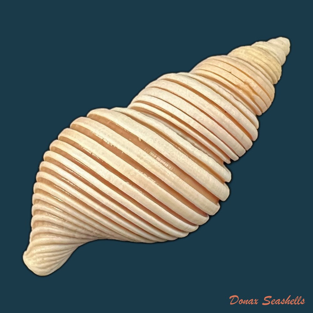 copia-de-cantharus-melanostoma-g-b-sowerby-i-1825-57-2mm