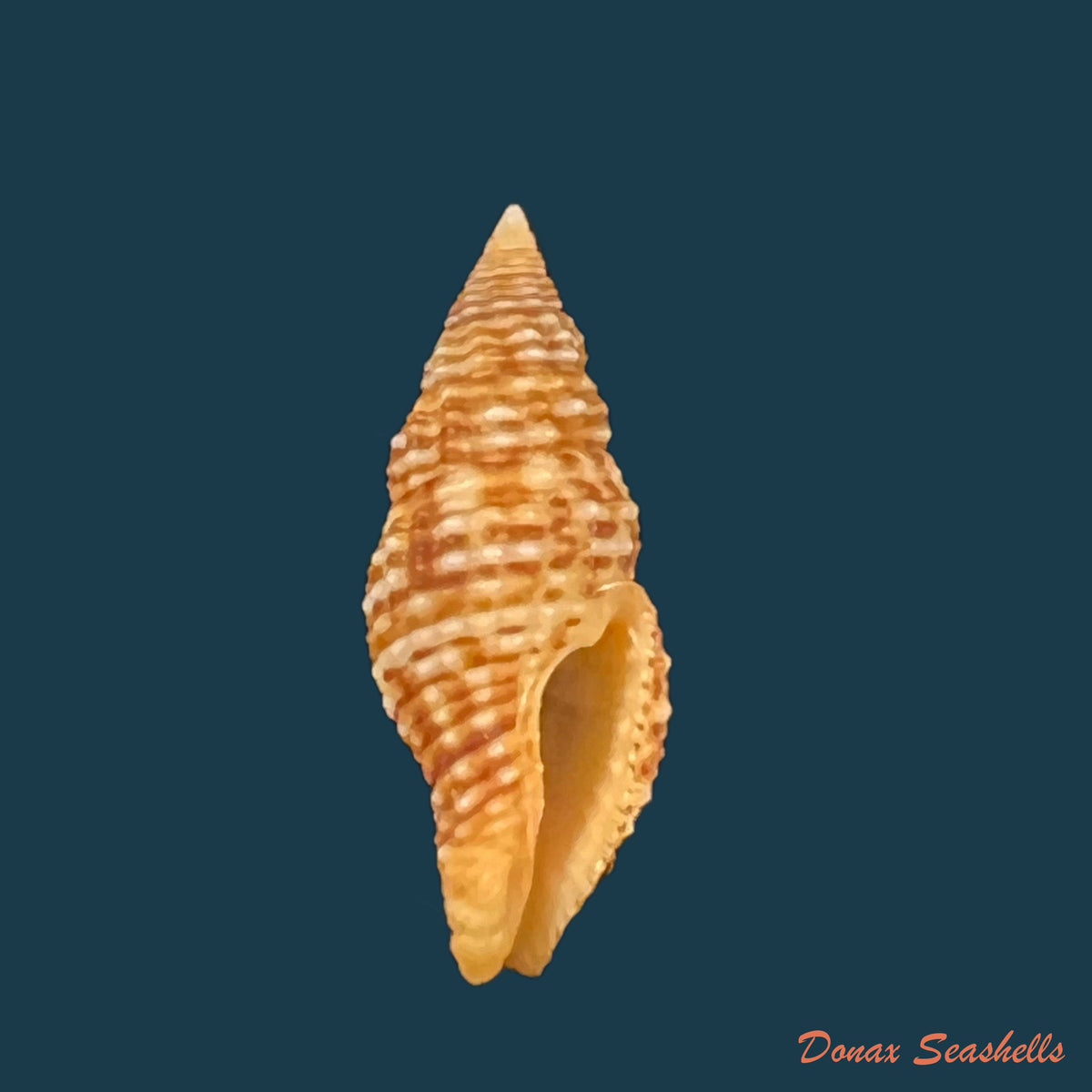 copia-de-cantharus-vermeiji-fraussen-2008-39-6mm