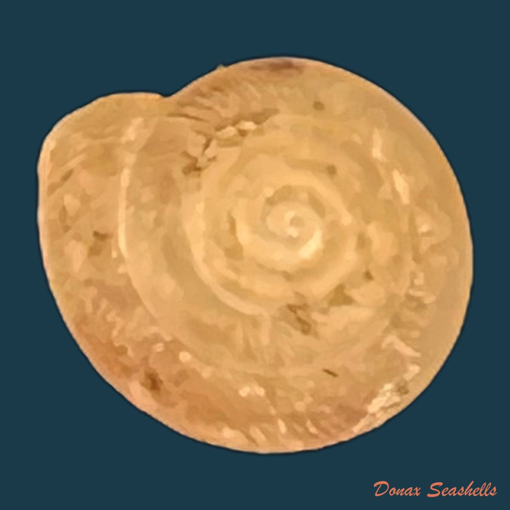 copia-de-caracollina-lenticula-michaud-1831-6-2mm-1