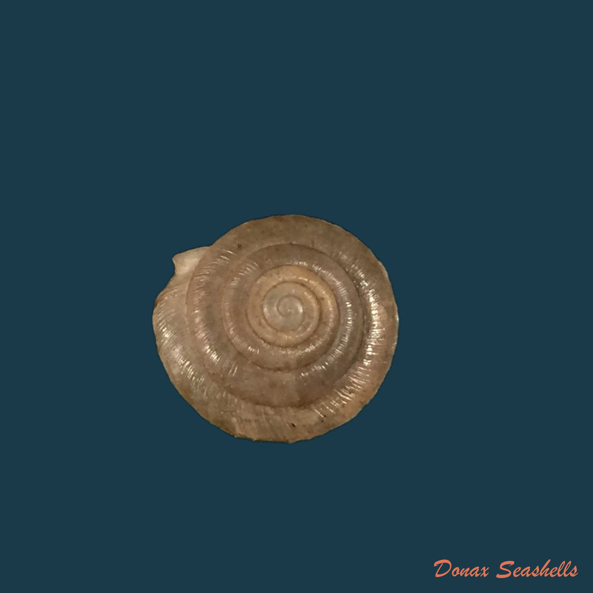 copia-de-caracollina-lenticula-michaud-1831-6-2mm
