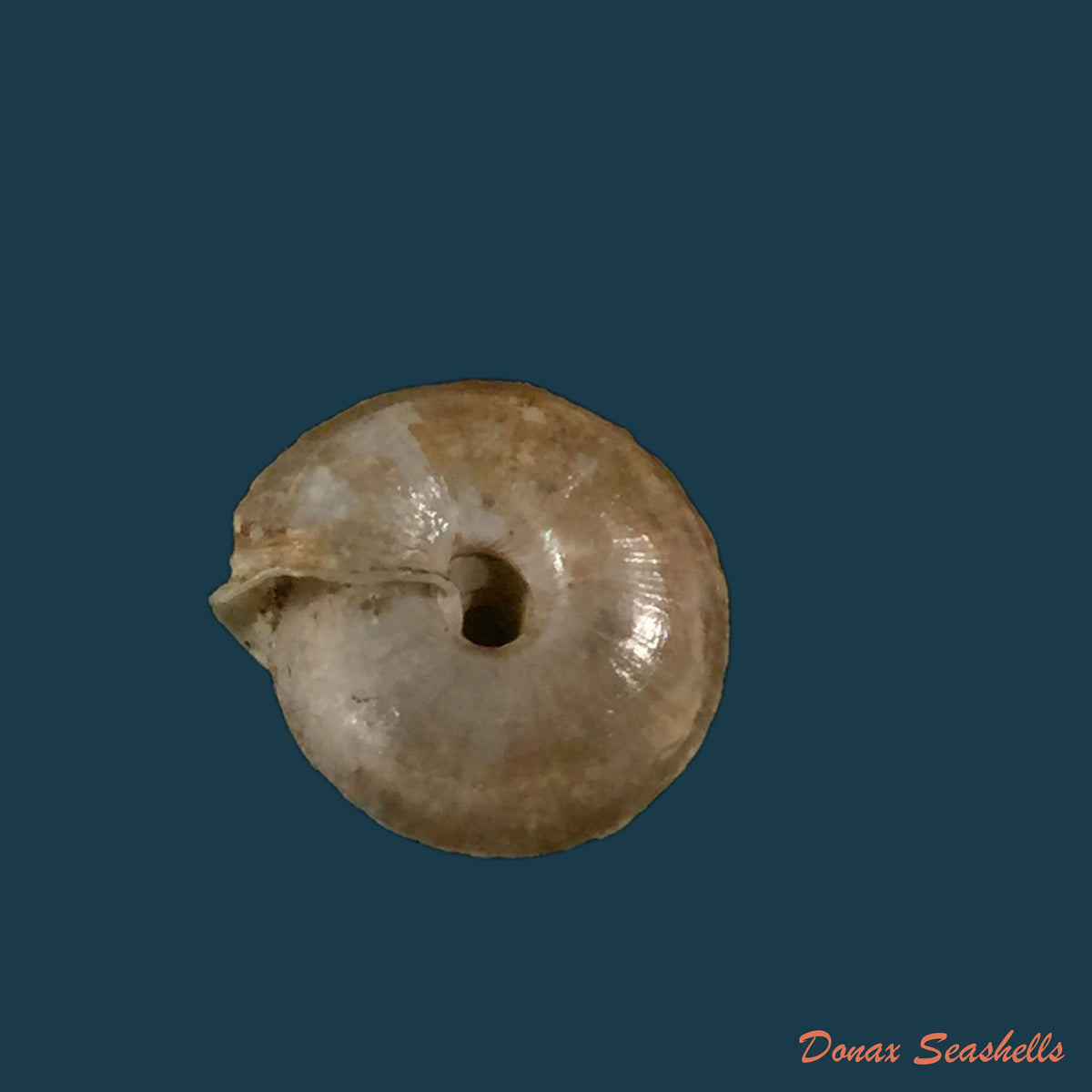 copia-de-caracollina-lenticula-michaud-1831-6-2mm