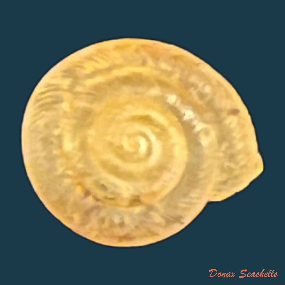 copia-de-caracollina-lenticula-michaud-1831-7mm