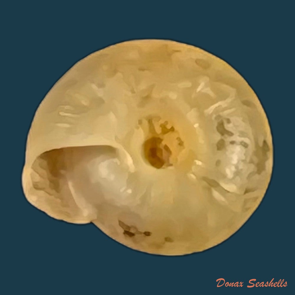 copia-de-caracollina-lenticula-michaud-1831-7mm