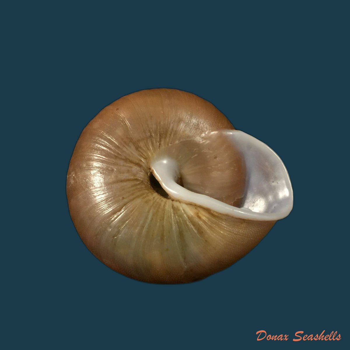 copia-de-caracolus-sagemon-h-beck-1837-34-6mm