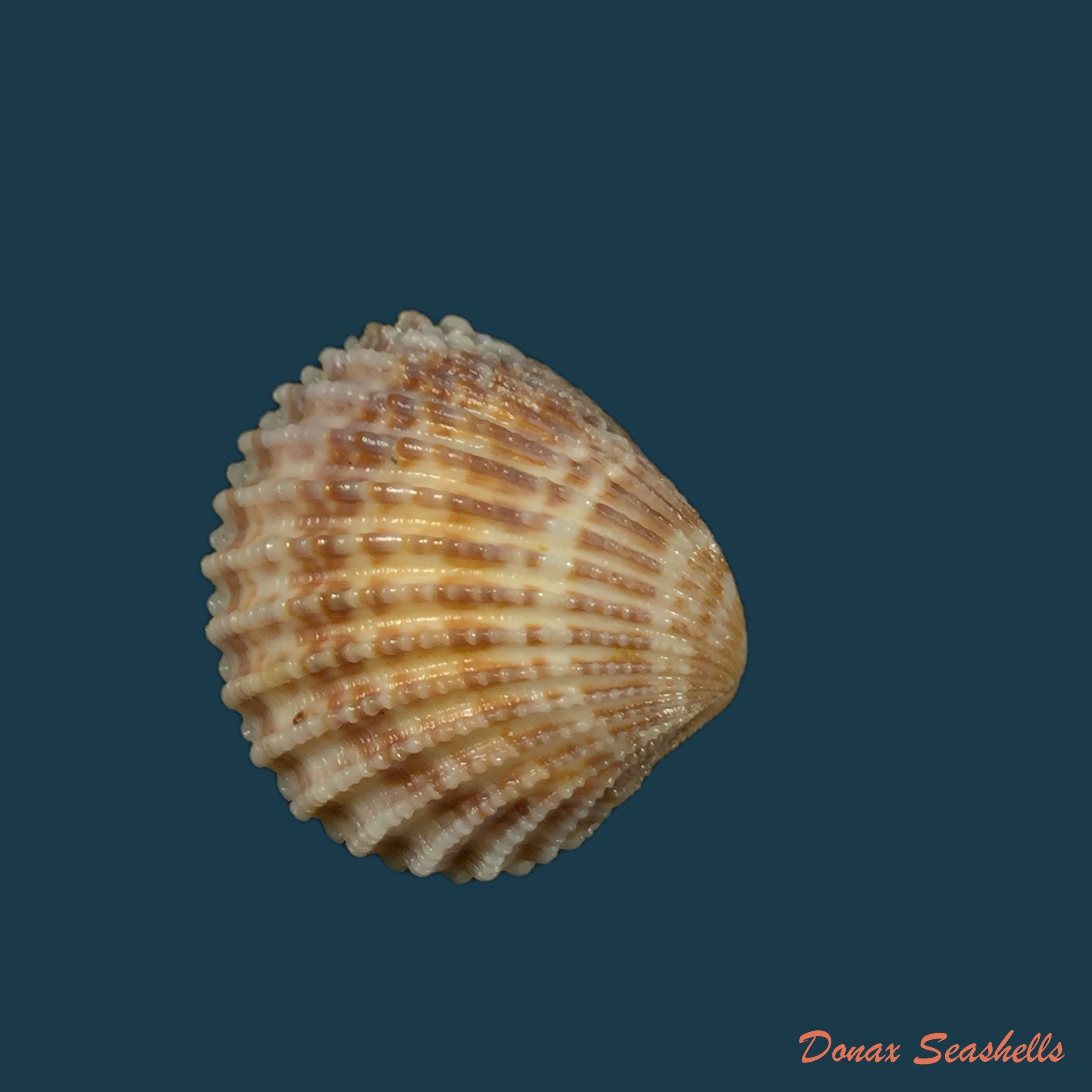 copia-de-cardiocardita-ajar-bruguiere-1792-25-7mm