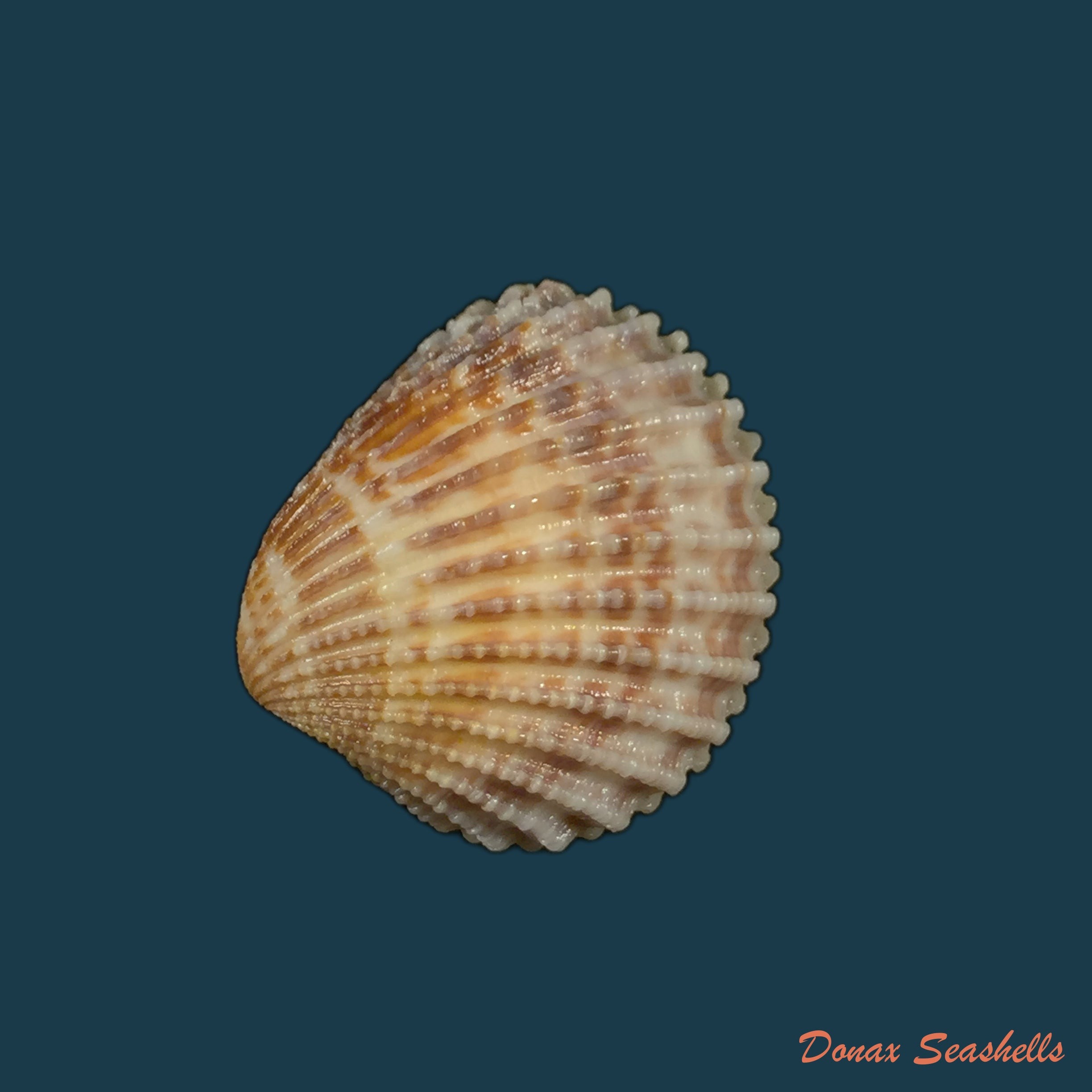 copia-de-cardiocardita-ajar-bruguiere-1792-25-7mm