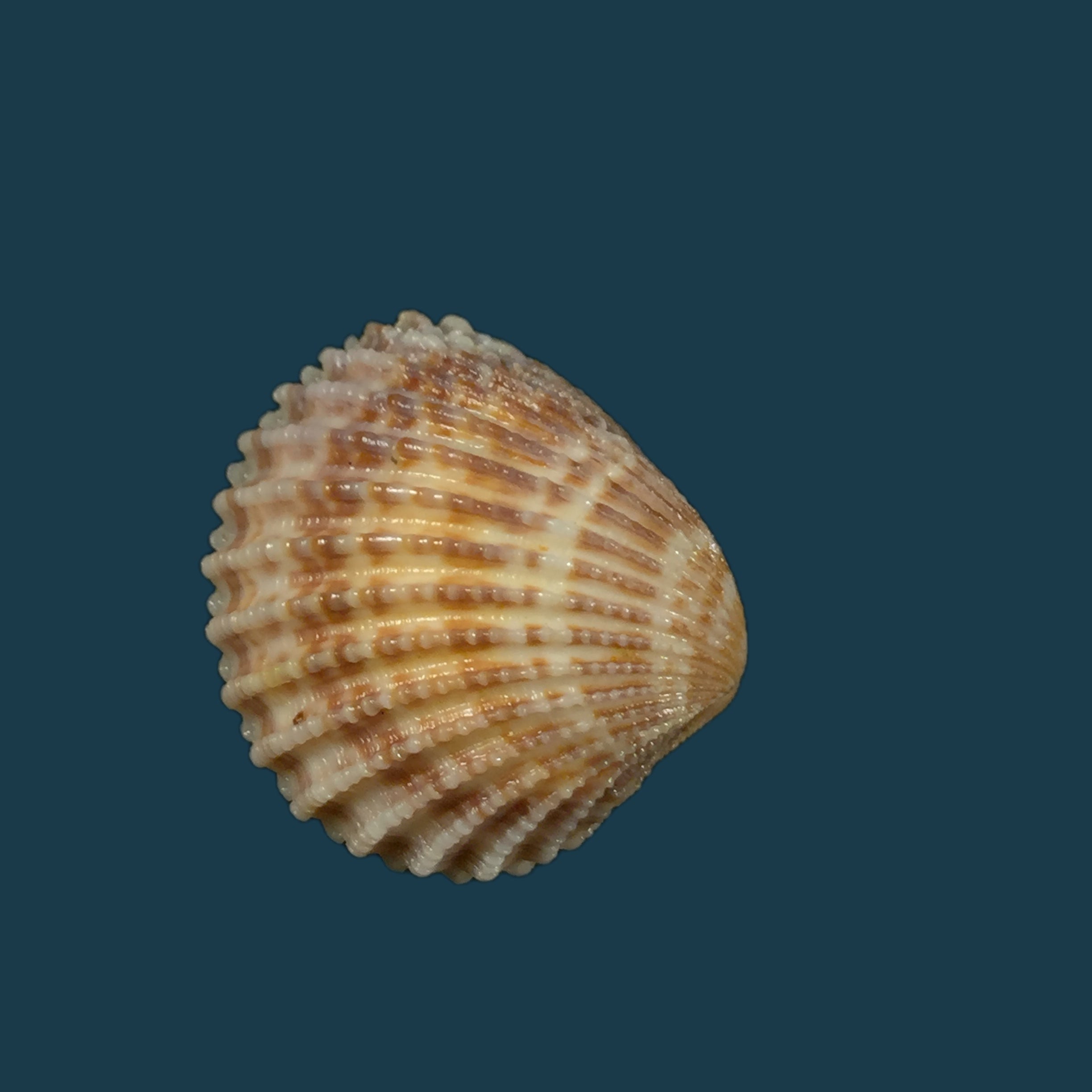 Cardiocardita 半开 (Bruguière, 1792) - 27,6mm