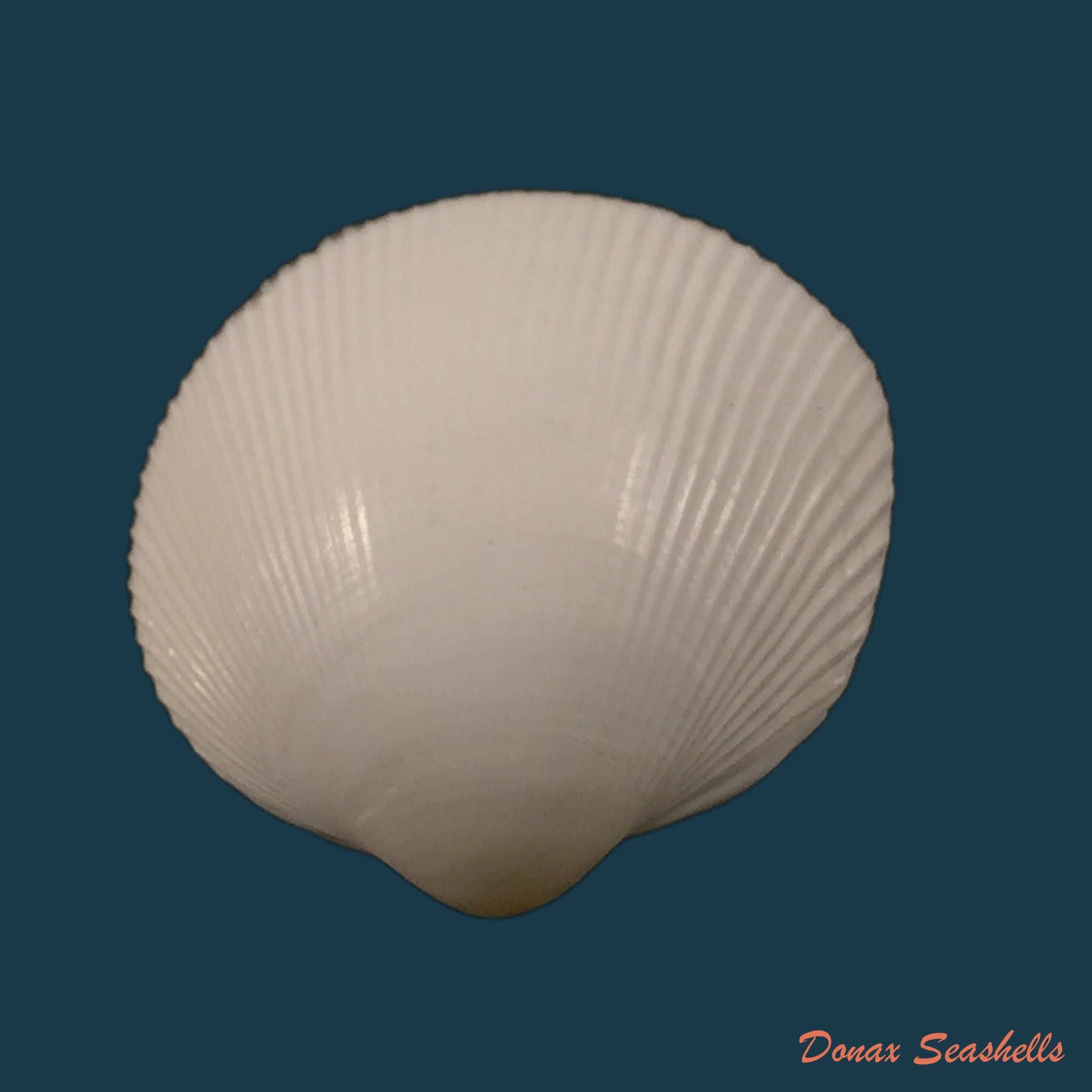 copia-de-cardiocardita-lacunosa-reeve-1843-15-6mm