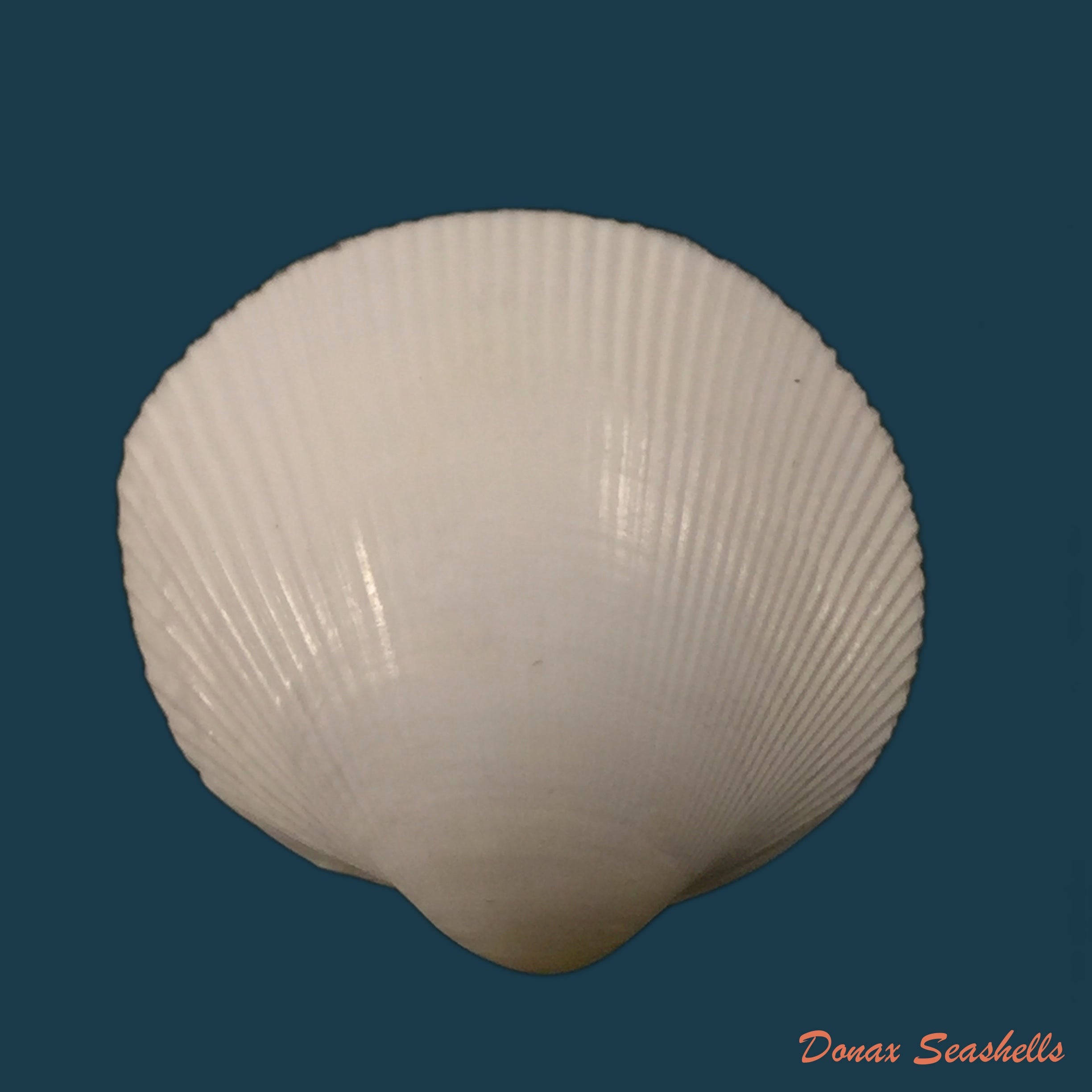 copia-de-cardiocardita-lacunosa-reeve-1843-15-6mm