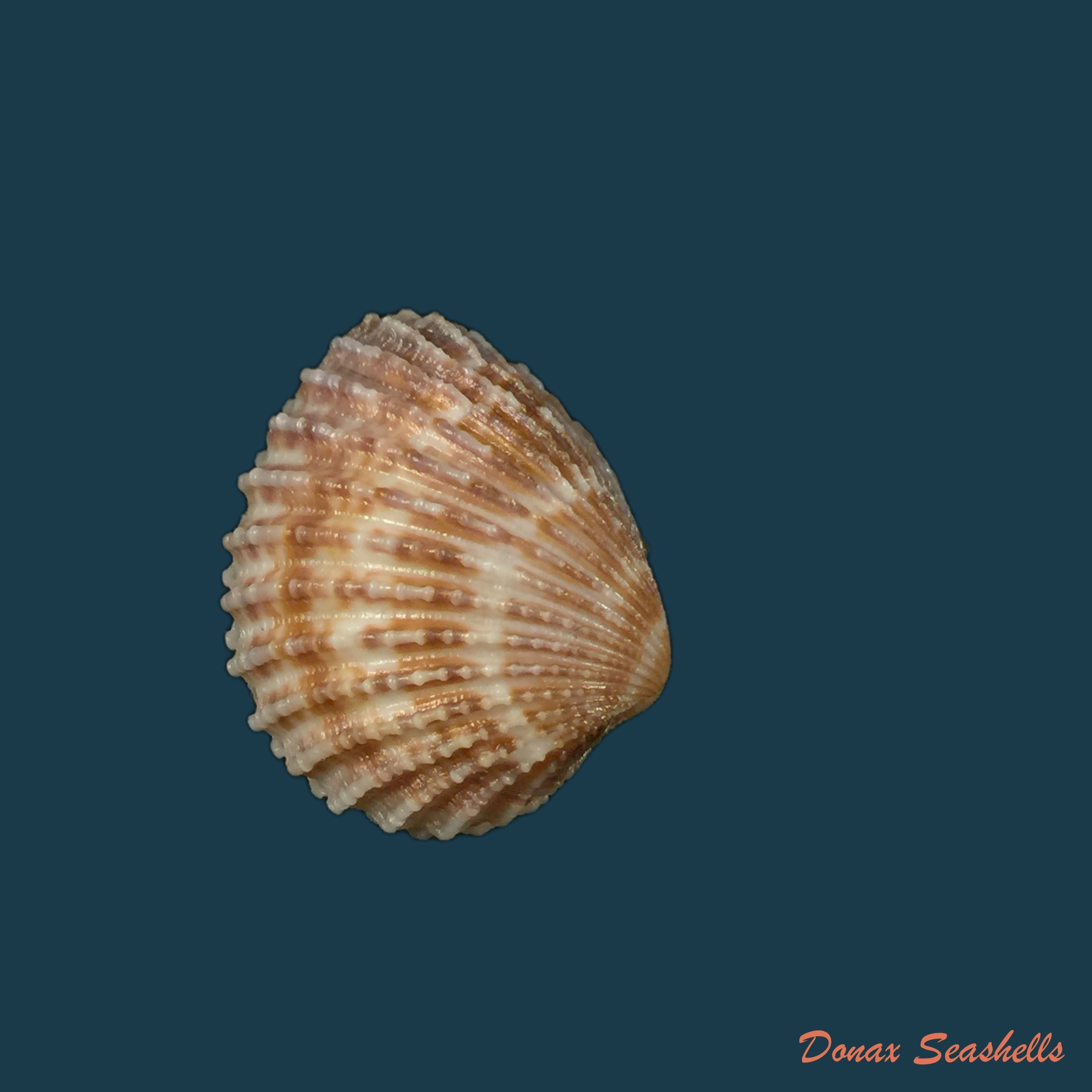 copia-de-cardita-ajar-bruguiere-1792-26-1mm-1