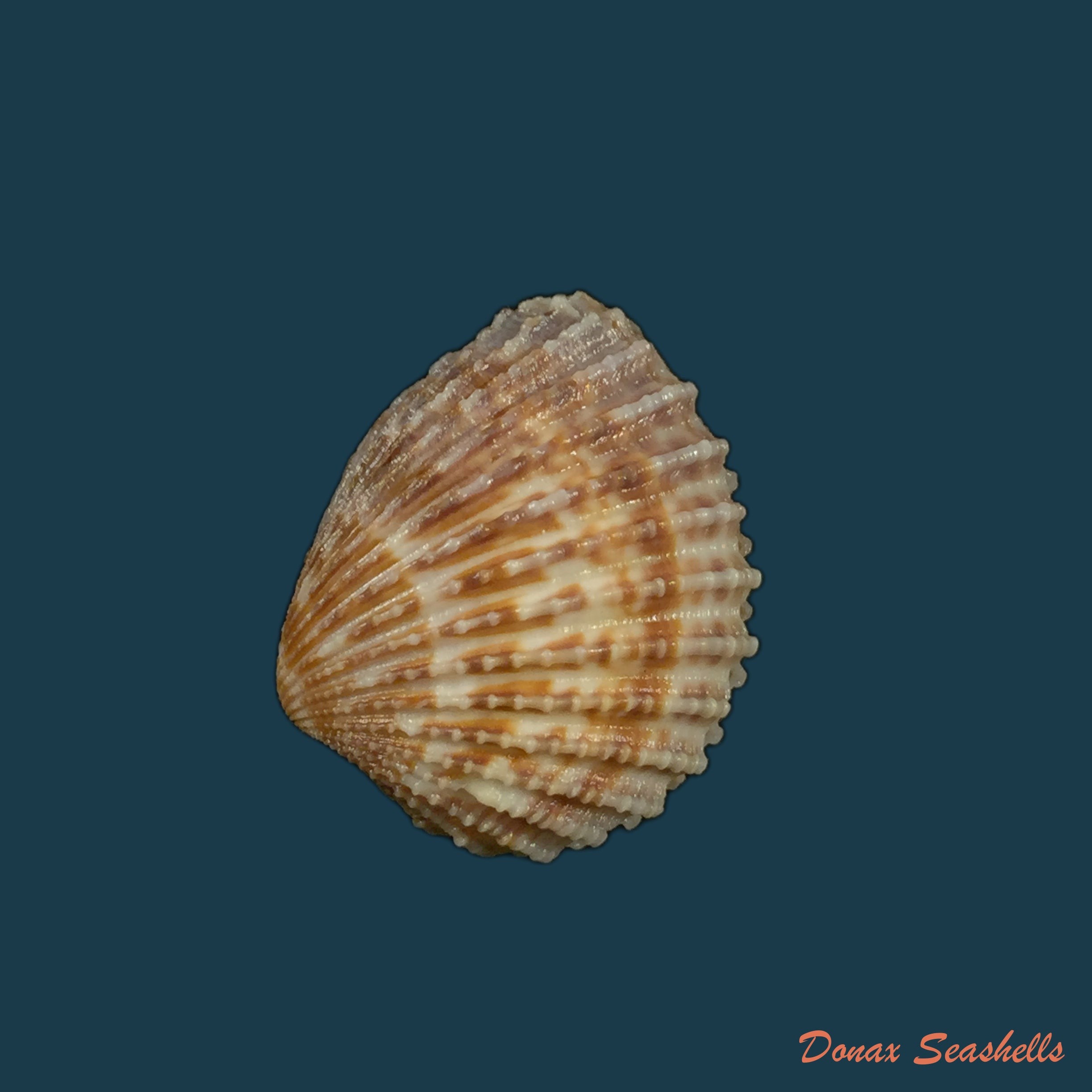 copia-de-cardita-ajar-bruguiere-1792-26-1mm-1