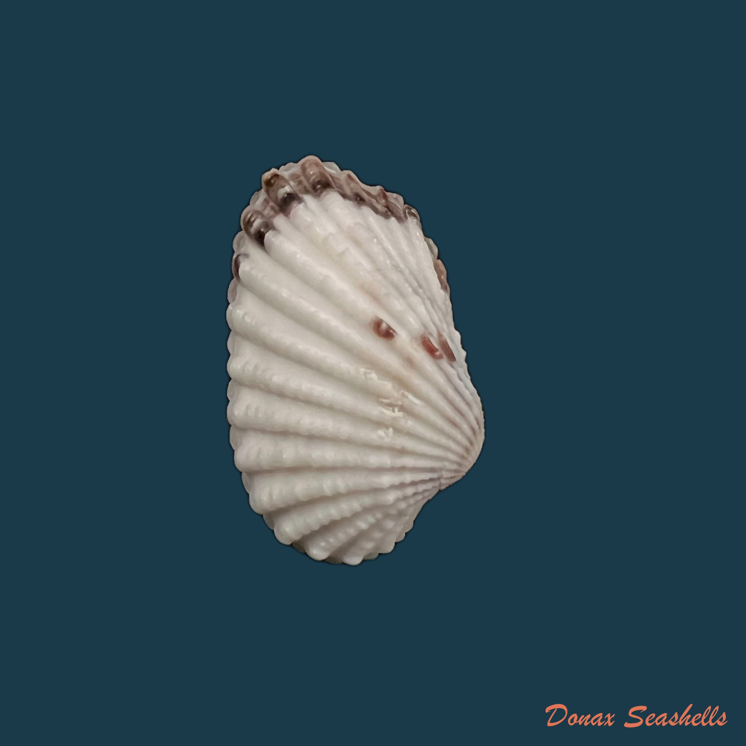 copia-de-carditamera-floridana-conrad-1838-27-1mm