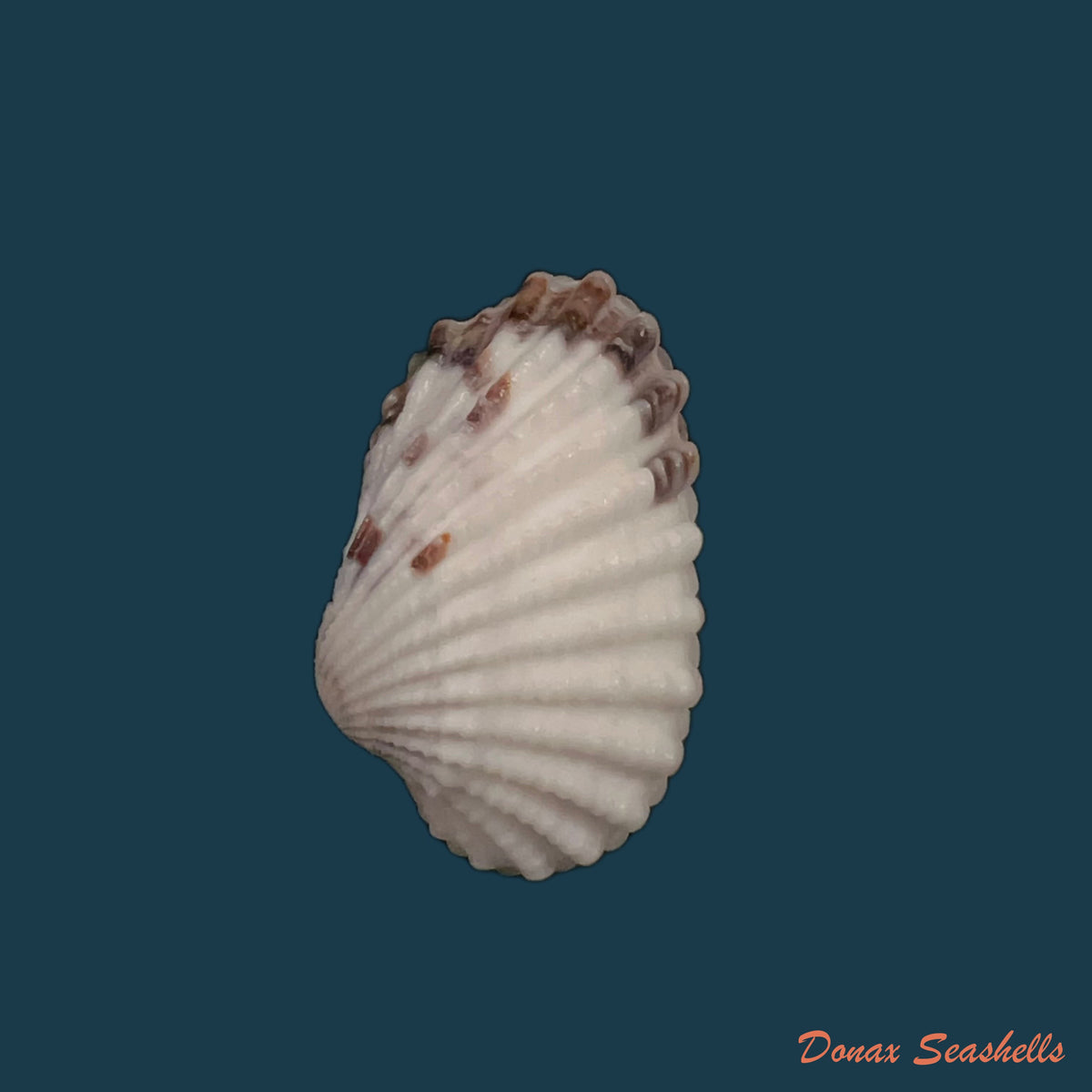 copia-de-carditamera-floridana-conrad-1838-27-1mm