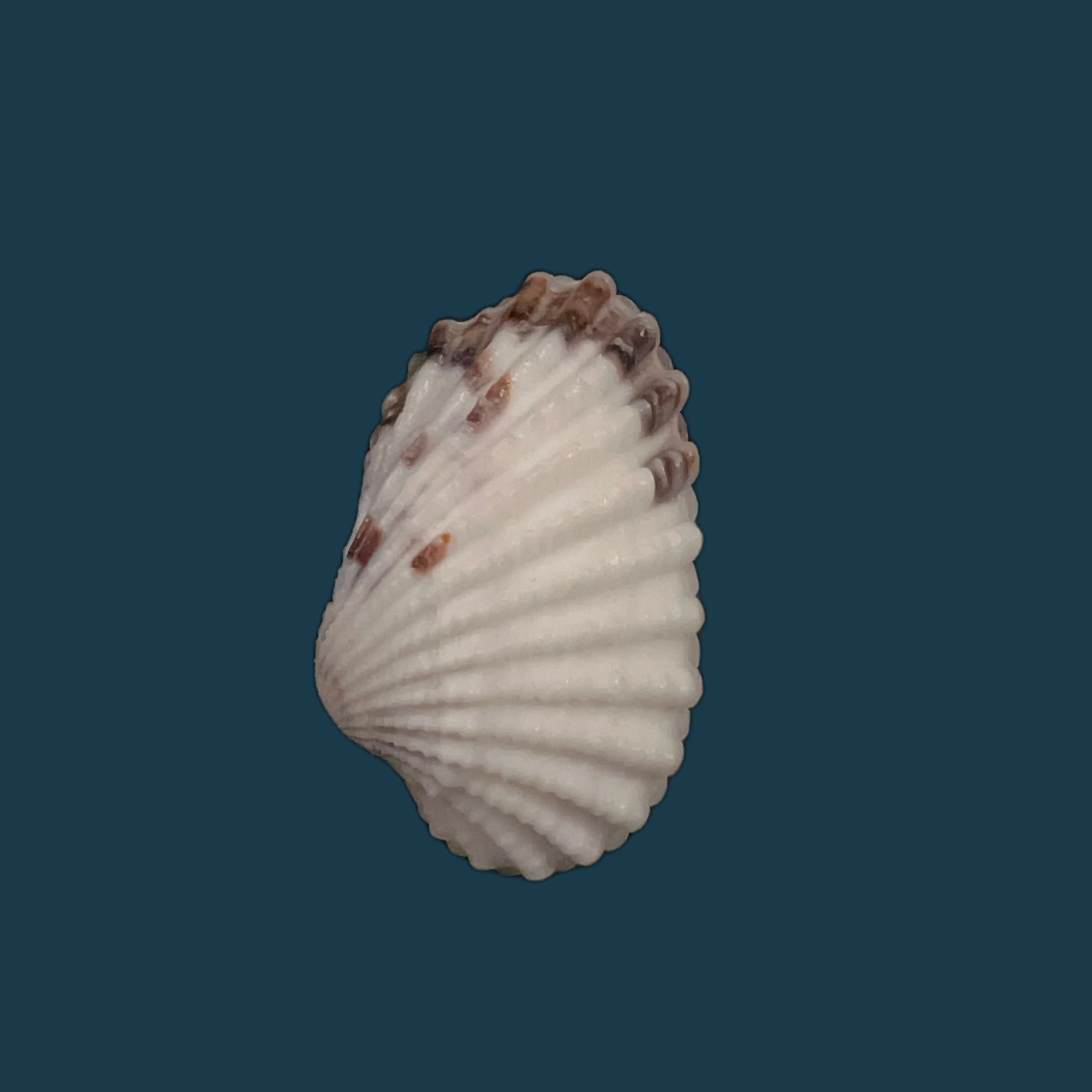 Cardites floridanus (Conrad, 1838) - 27毫米