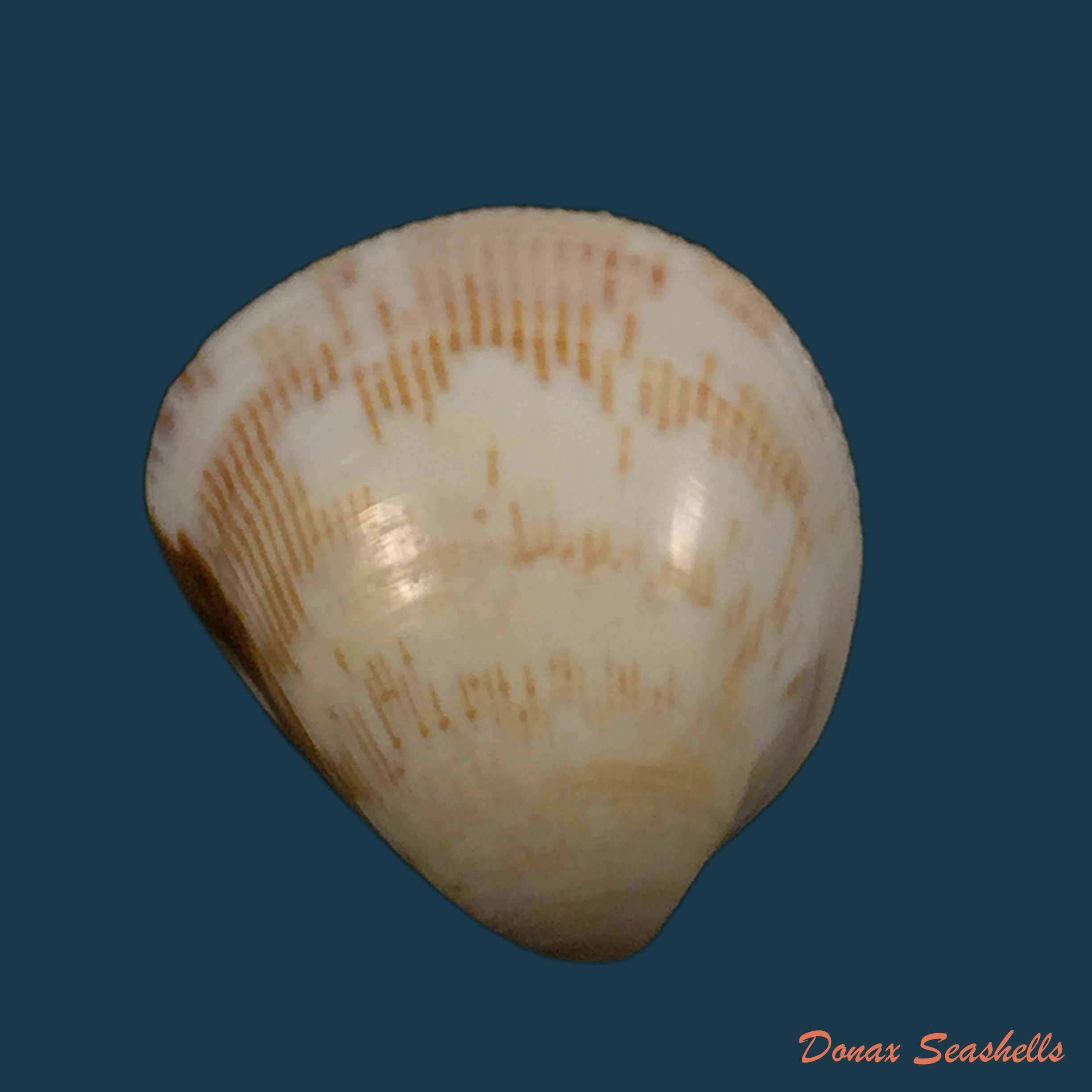 copia-de-carditamera-gracilis-schuttleworth-1856-41-5mm