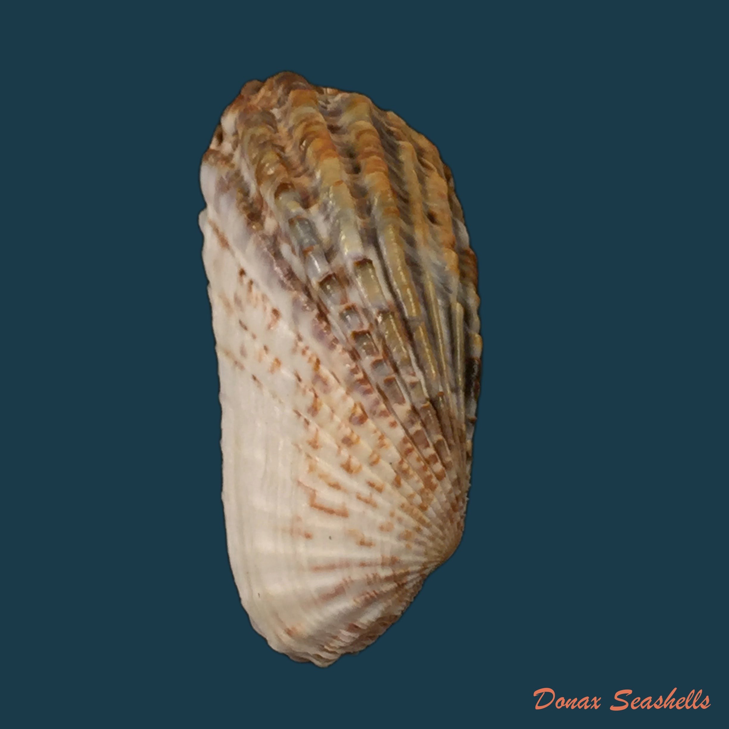 copia-de-carditamera-gracilis-schuttleworth-1856-44-7mm