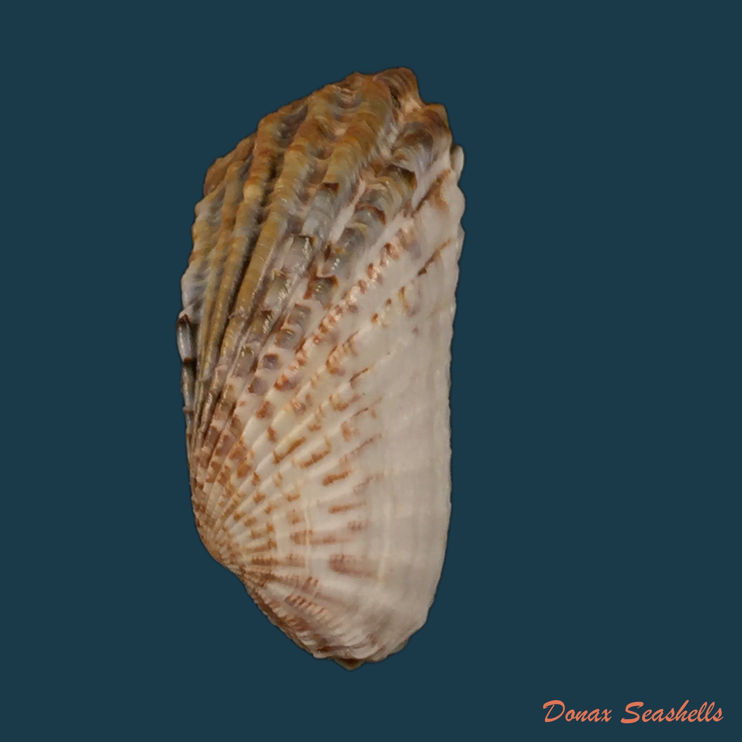 copia-de-carditamera-gracilis-schuttleworth-1856-44-7mm
