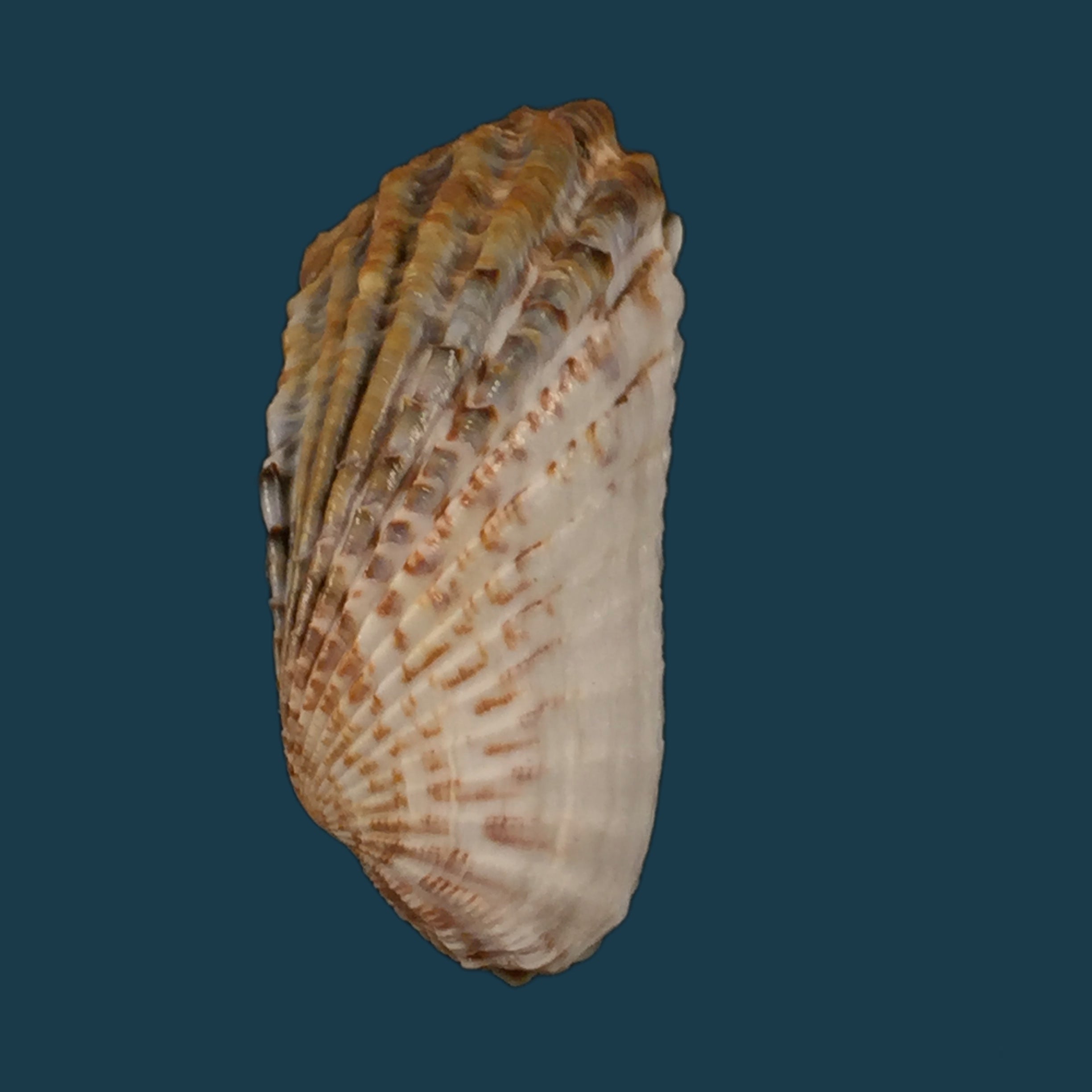 Carditamera gracilis (Schuttleworth, 1856) - 43,3毫米