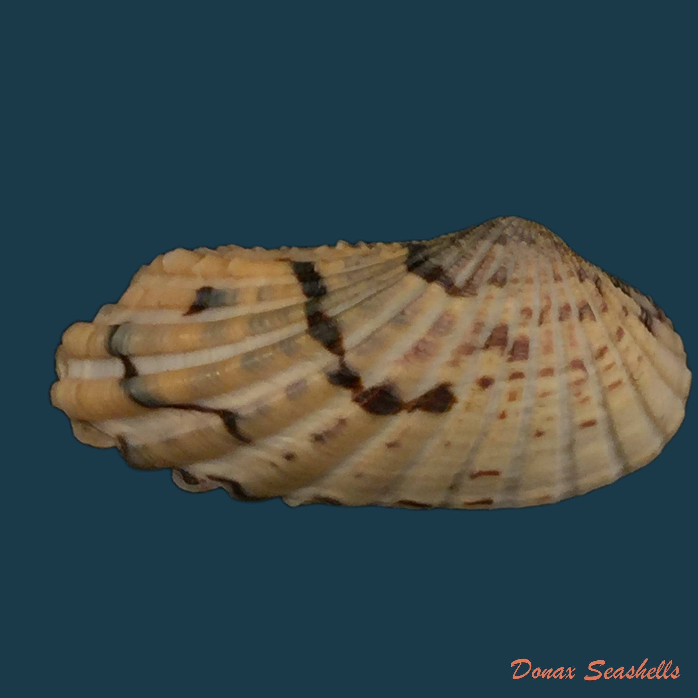 copia-de-carditamera-radiata-g-b-sowerby-i-1833-38-2mm