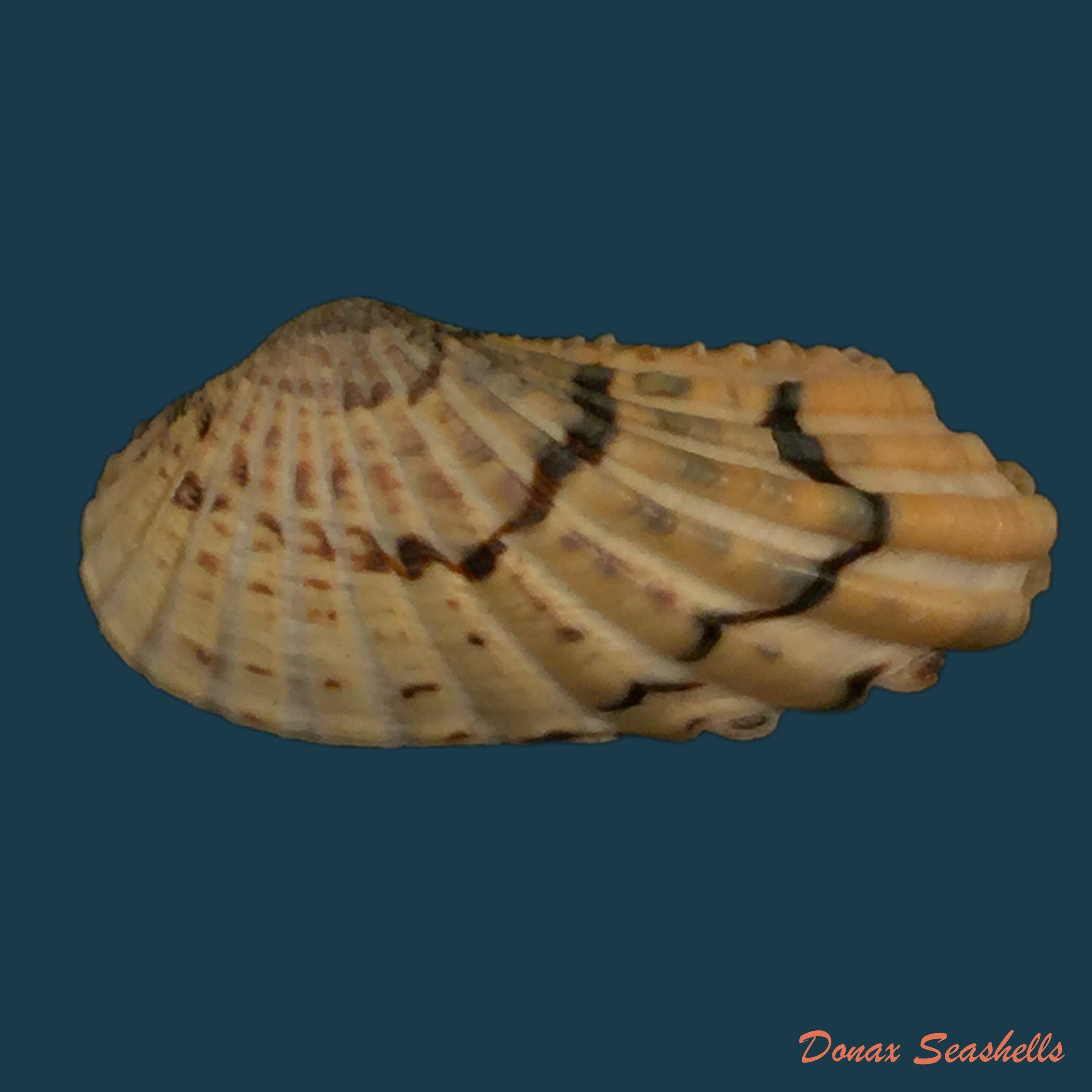 copia-de-carditamera-radiata-g-b-sowerby-i-1833-38-2mm