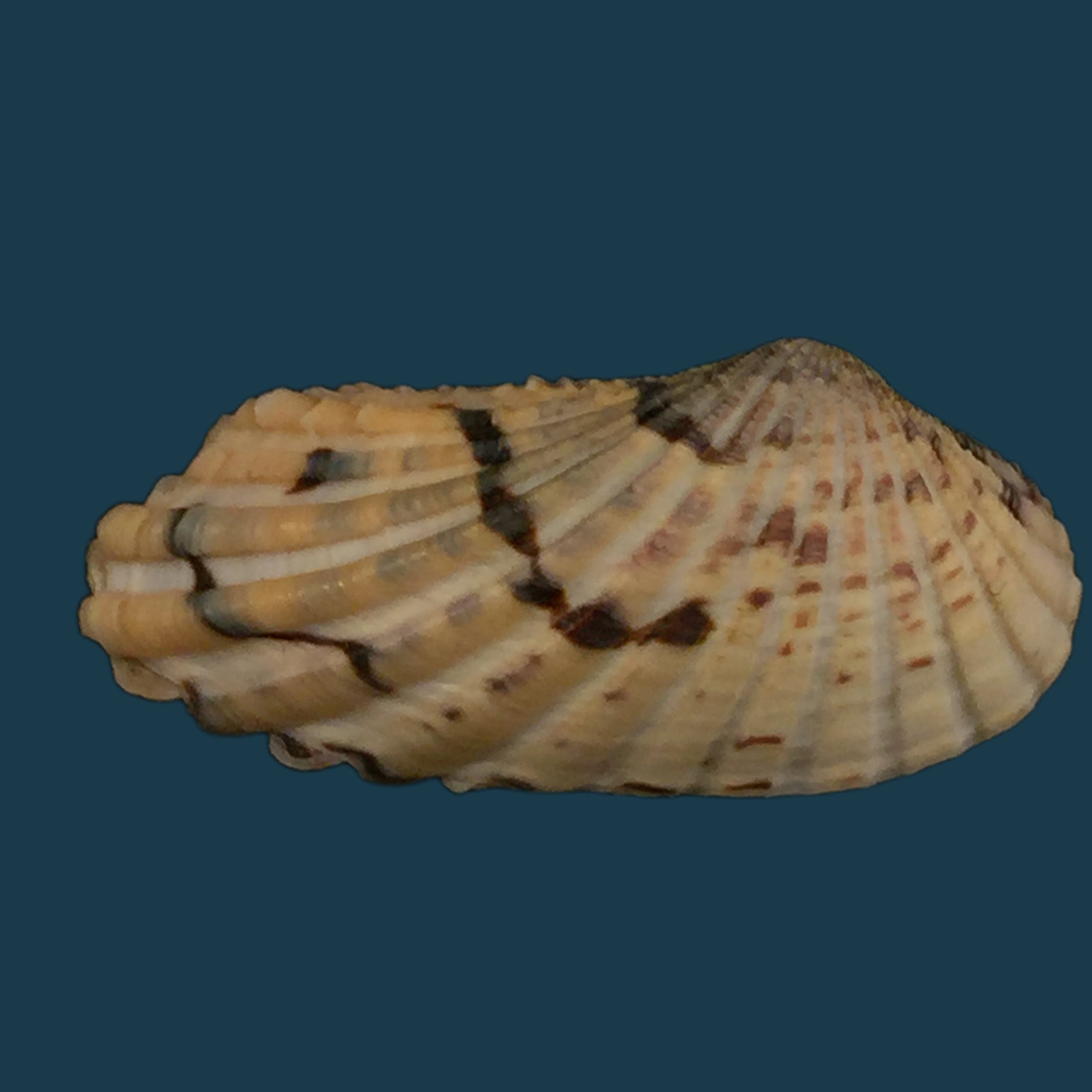 Carditamera radiata (GB Sowerby I, 1833) - 37,2mm