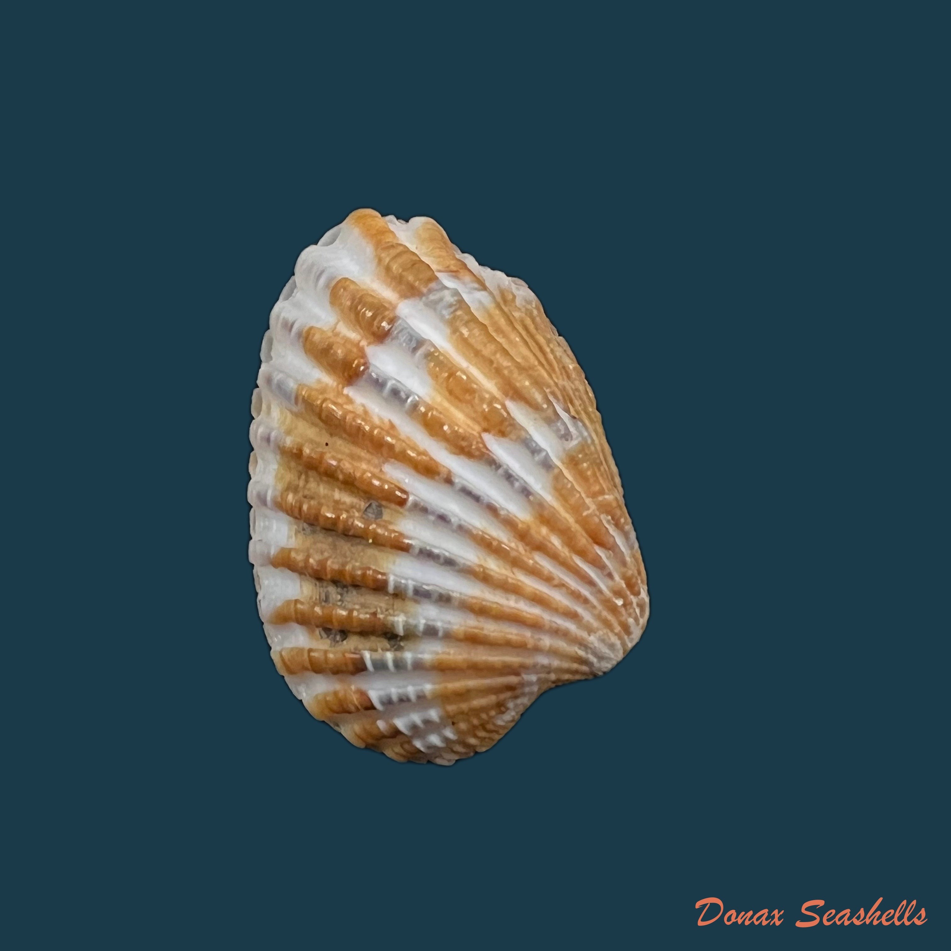 copia-de-cardites-laticostatus-g-b-sowerby-i-1833-33-3mm
