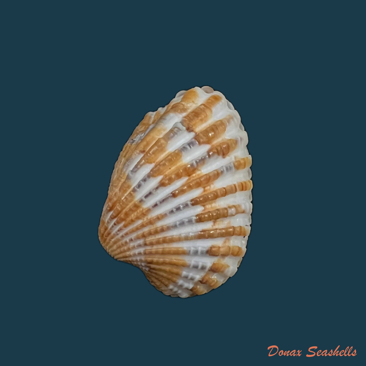 copia-de-cardites-laticostatus-g-b-sowerby-i-1833-33-3mm