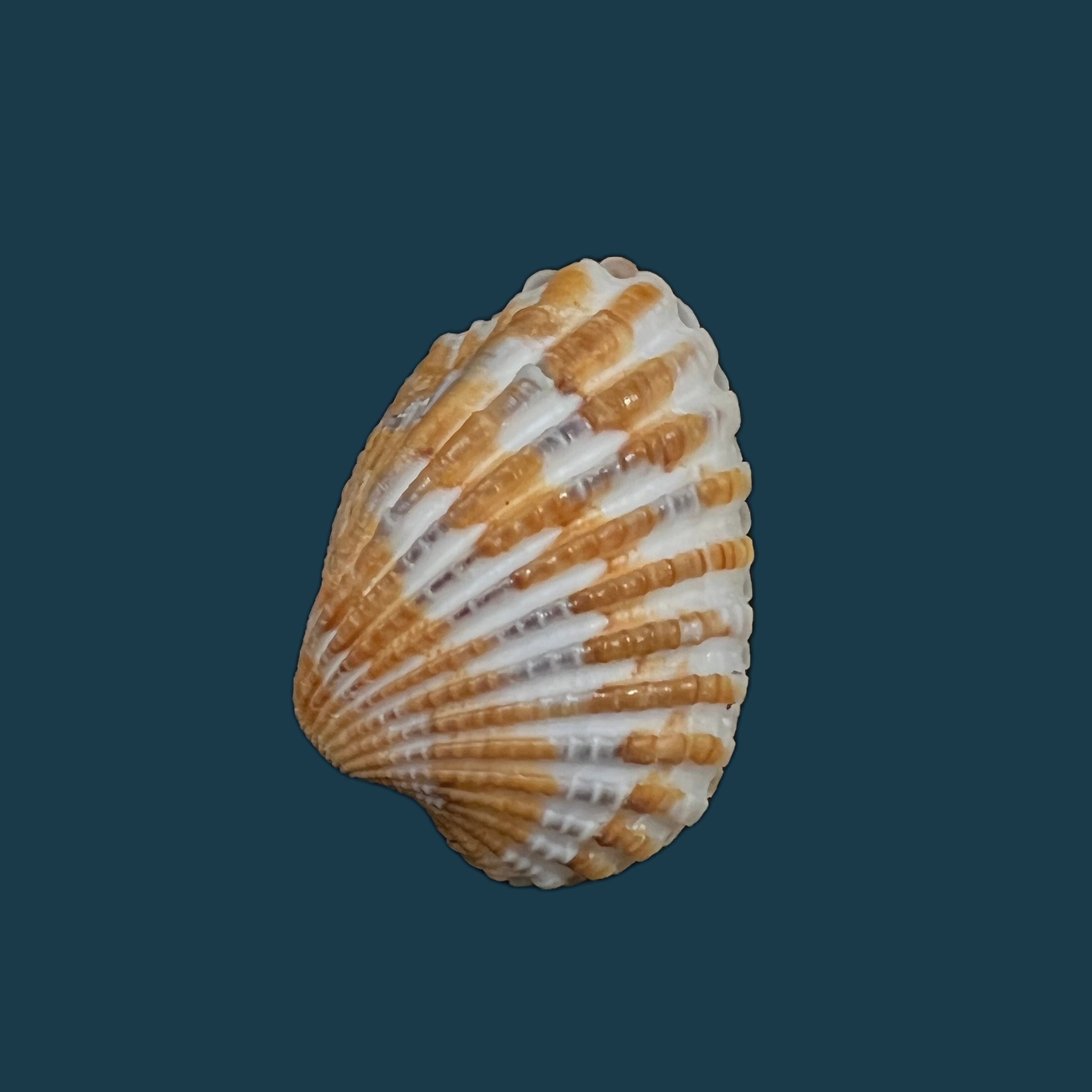 Cardites laticostatus (GB Sowerby I, 1833) - 33,3毫米