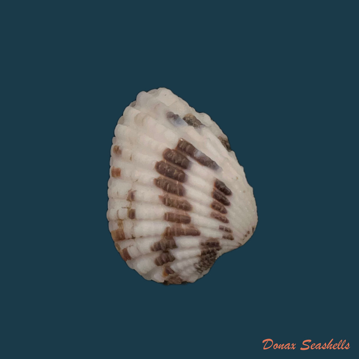 copia-de-cardites-laticostatus-g-b-sowerby-i-1833-33-8mm