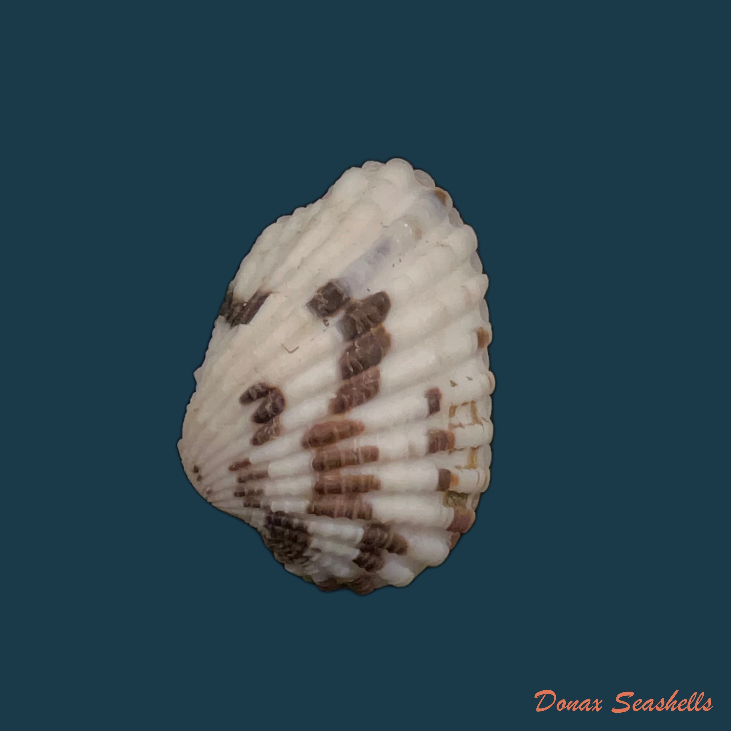 copia-de-cardites-laticostatus-g-b-sowerby-i-1833-33-8mm