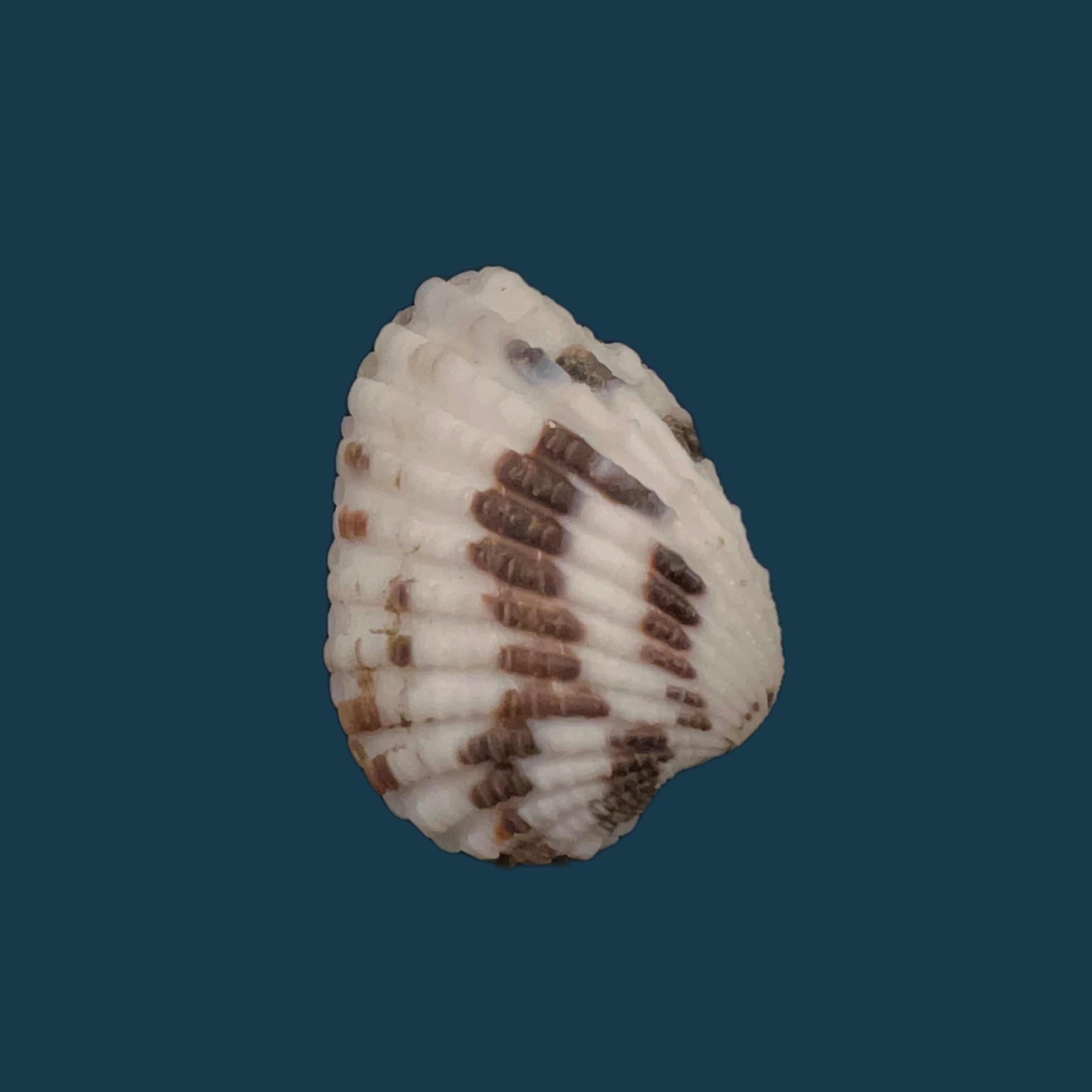 Cardites laticostatus (GB Sowerby I, 1833) - 33,3毫米