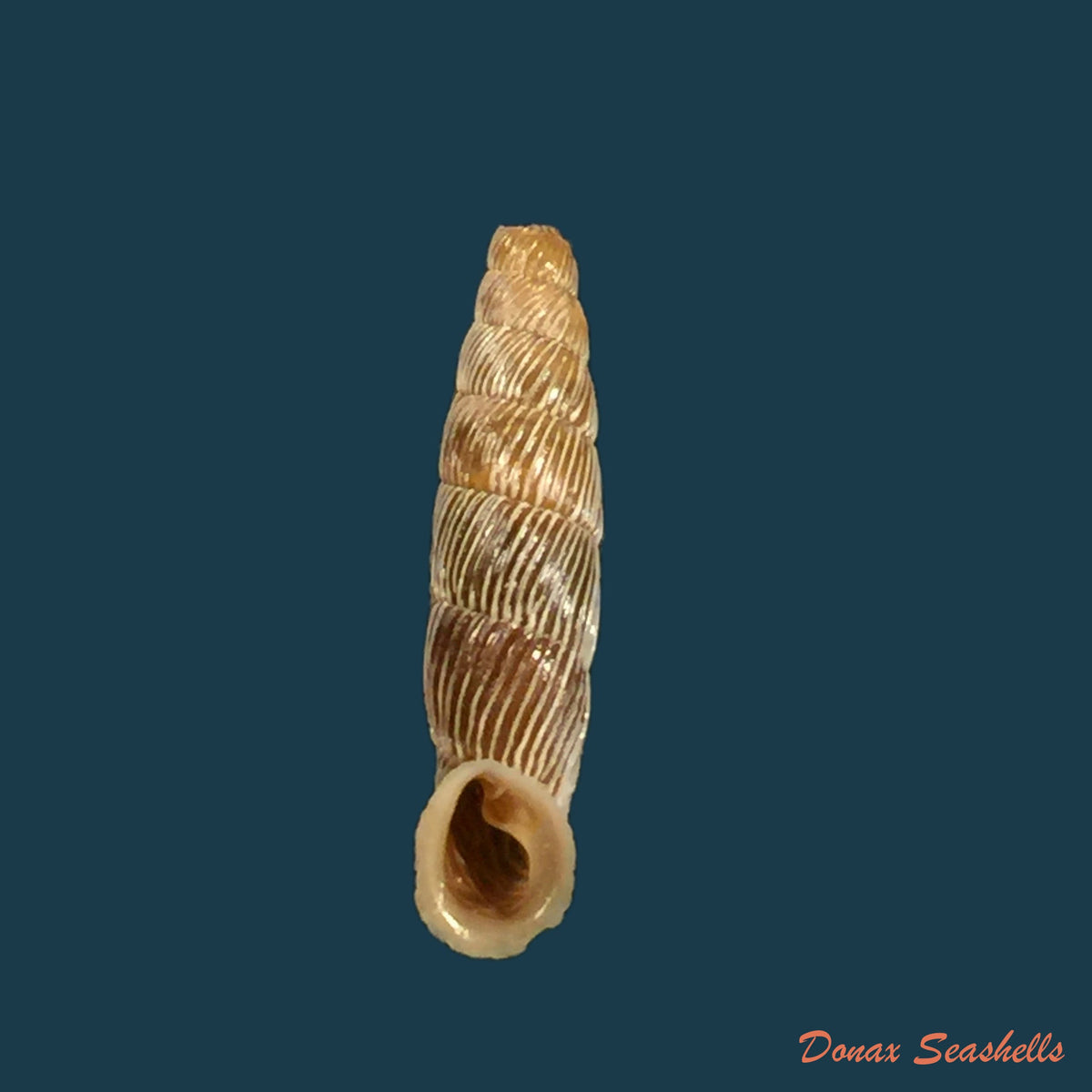 copia-de-carinigera-albicostata-o-boettger-1877-19-1mm