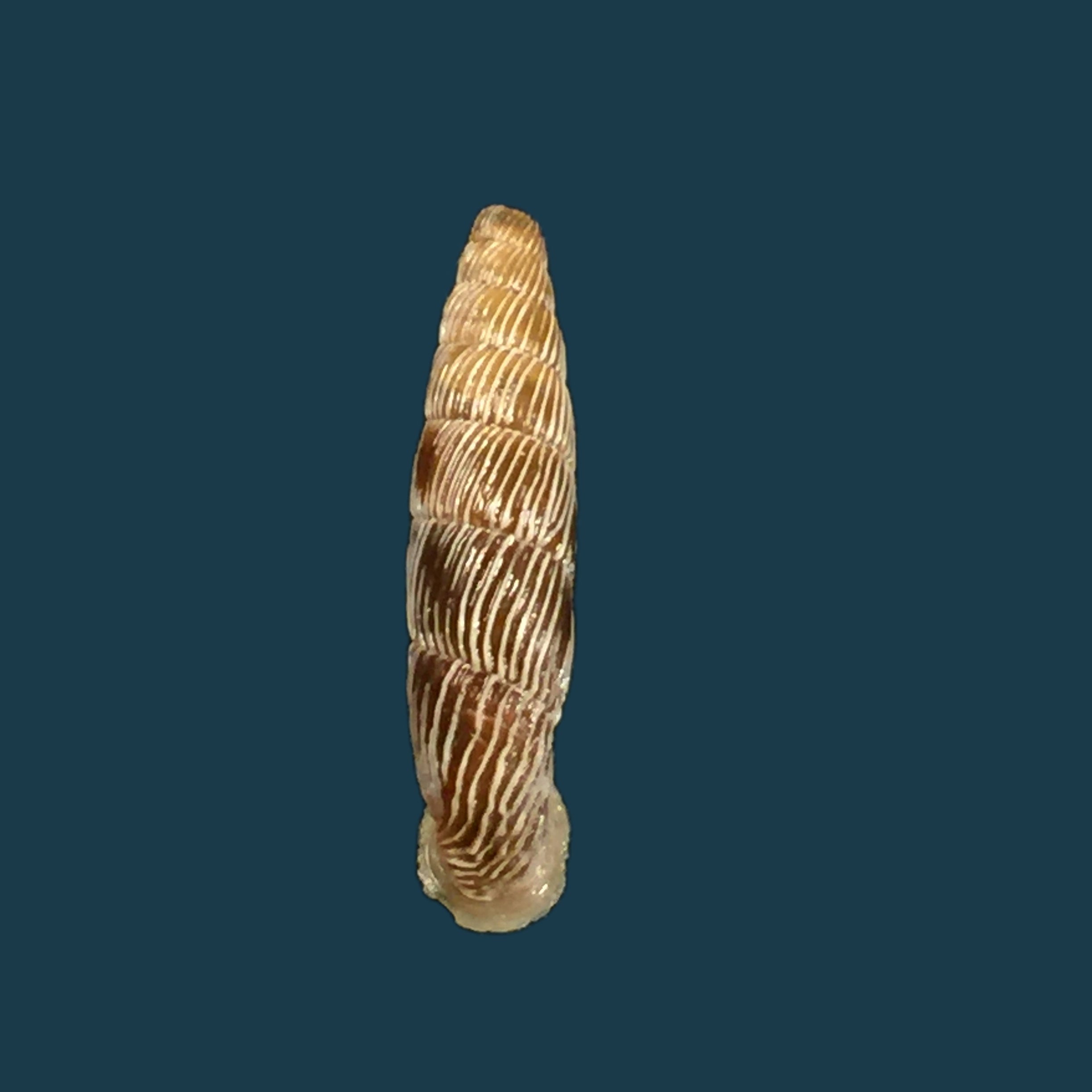 Carinigera albicostata (O. Boettger, 1877) - 18,8mm
