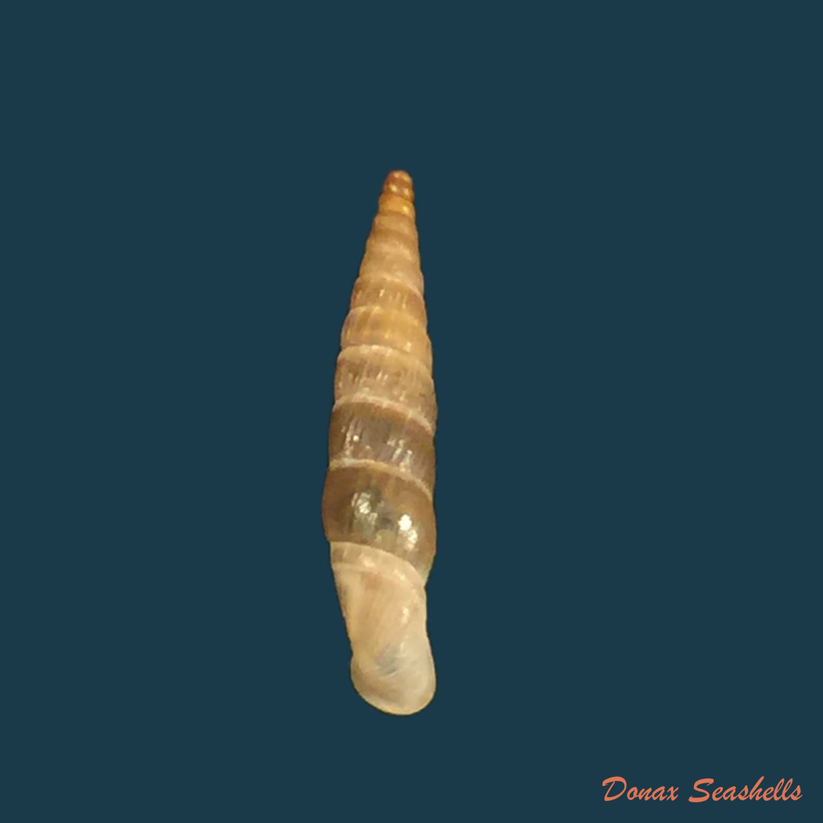 copia-de-carinigera-hiltrudae-h-nordsieck-1974-15-2mm