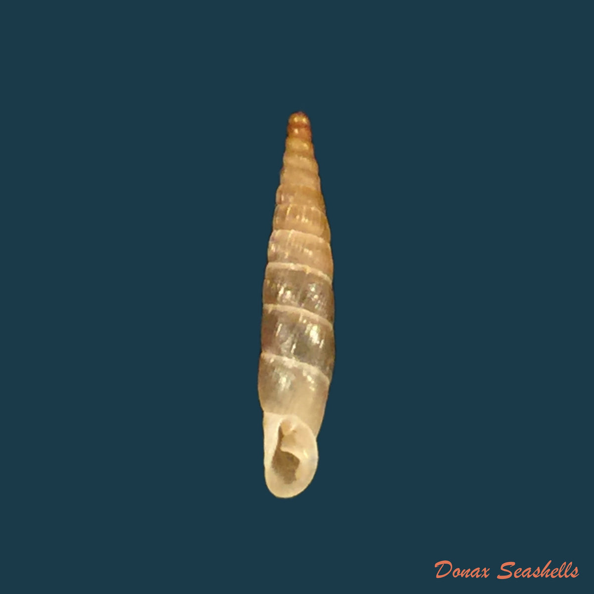 copia-de-carinigera-hiltrudae-h-nordsieck-1974-15-2mm