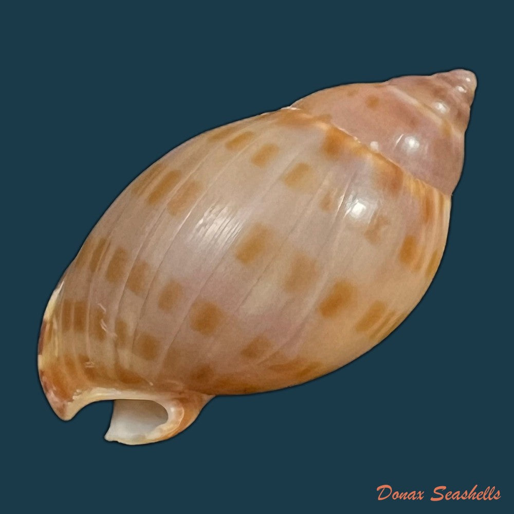 copia-de-casmaria-atlantica-clench-1944-36-1mm