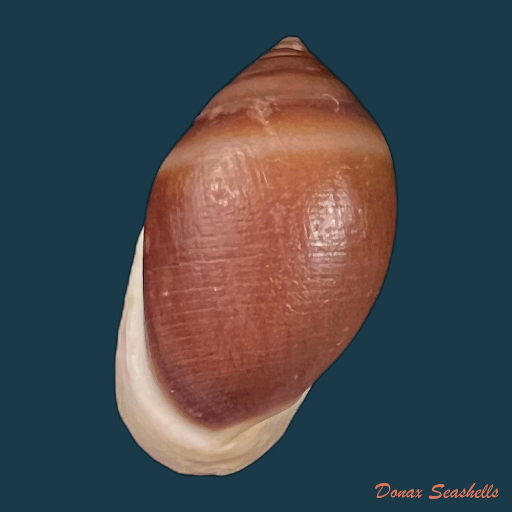 copia-de-cassidula-aurisfelis-bruguiere-1789-26-8mm