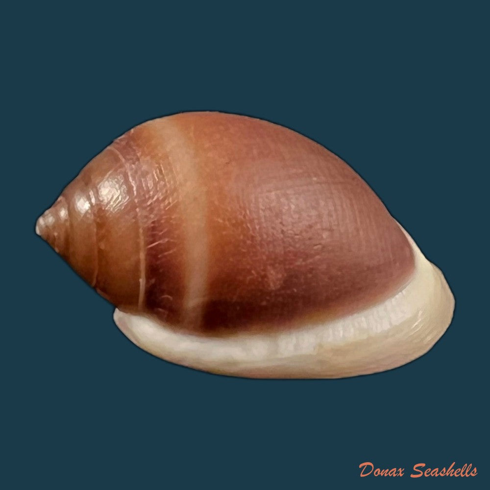 copia-de-cassidula-aurisfelis-bruguiere-1789-26-8mm
