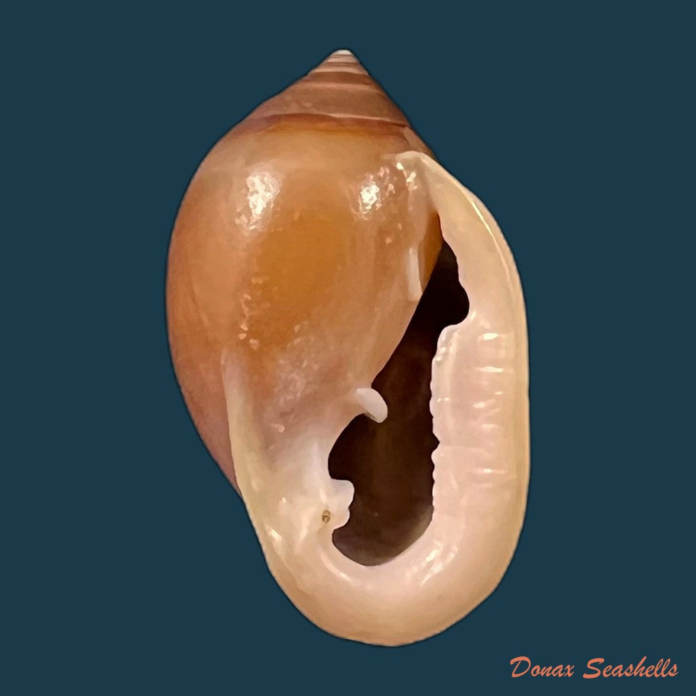copia-de-cassidula-aurisfelis-bruguiere-1789-26-8mm