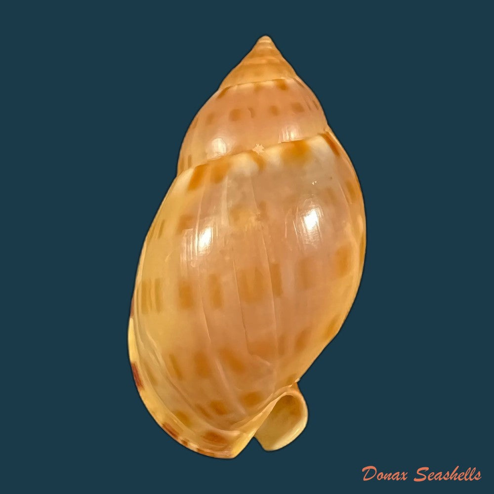 copia-de-cassis-tuberosa-linnaeus-1758-209-1mm