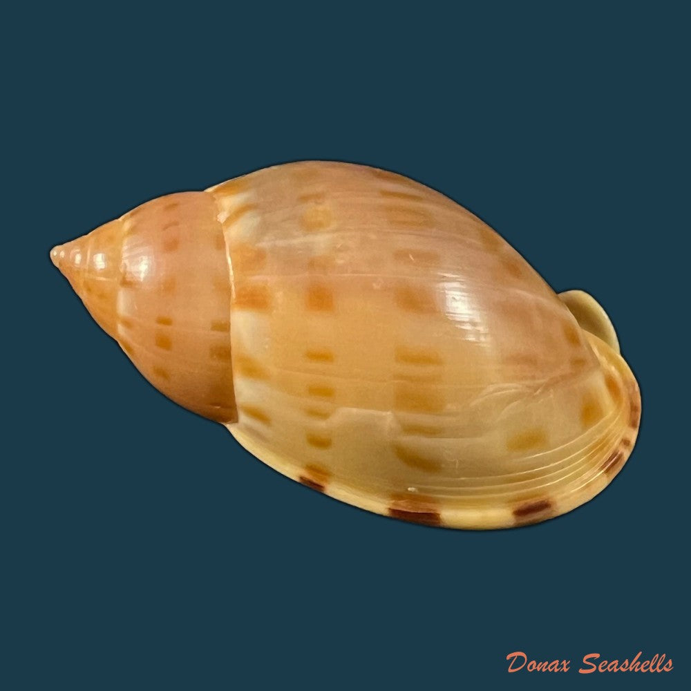 copia-de-cassis-tuberosa-linnaeus-1758-209-1mm