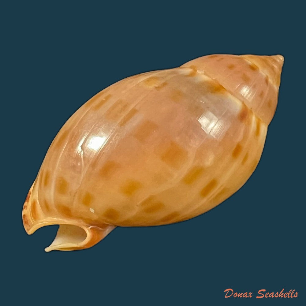 copia-de-cassis-tuberosa-linnaeus-1758-209-1mm
