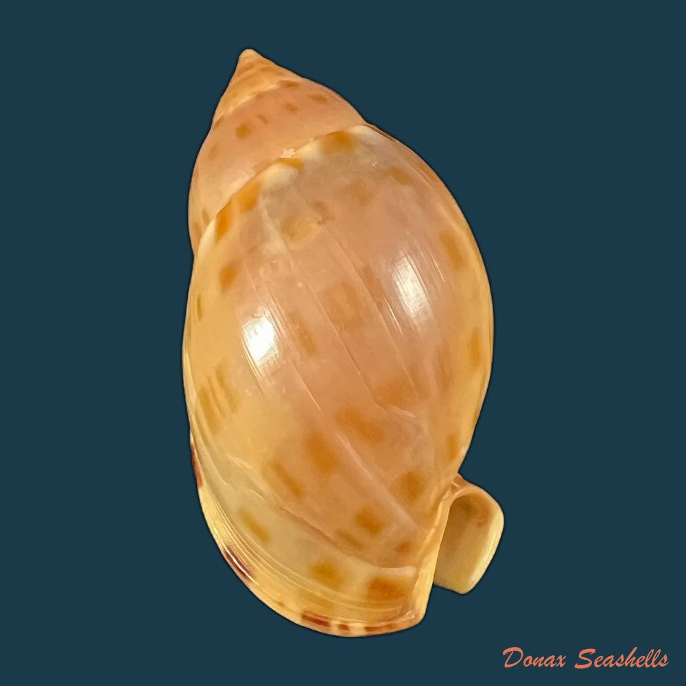 copia-de-cassis-tuberosa-linnaeus-1758-209-1mm