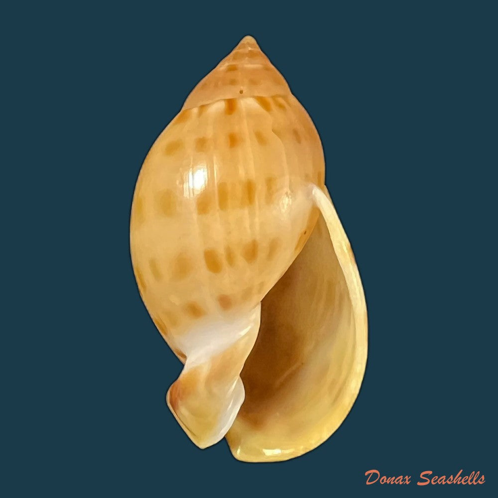 copia-de-cassis-tuberosa-linnaeus-1758-209-1mm
