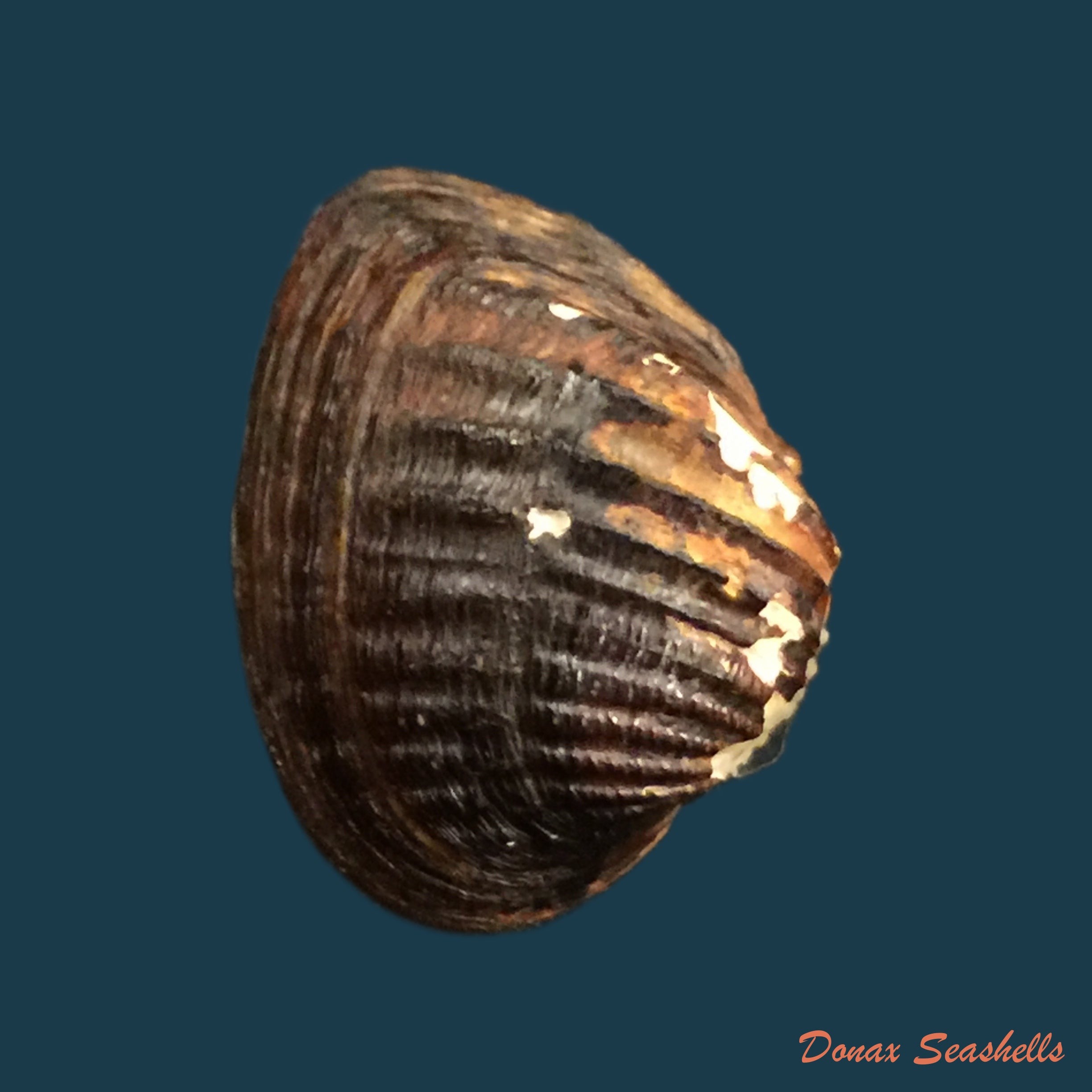 copia-de-castalia-ambigua-lamarck-1819-27-9mm-1