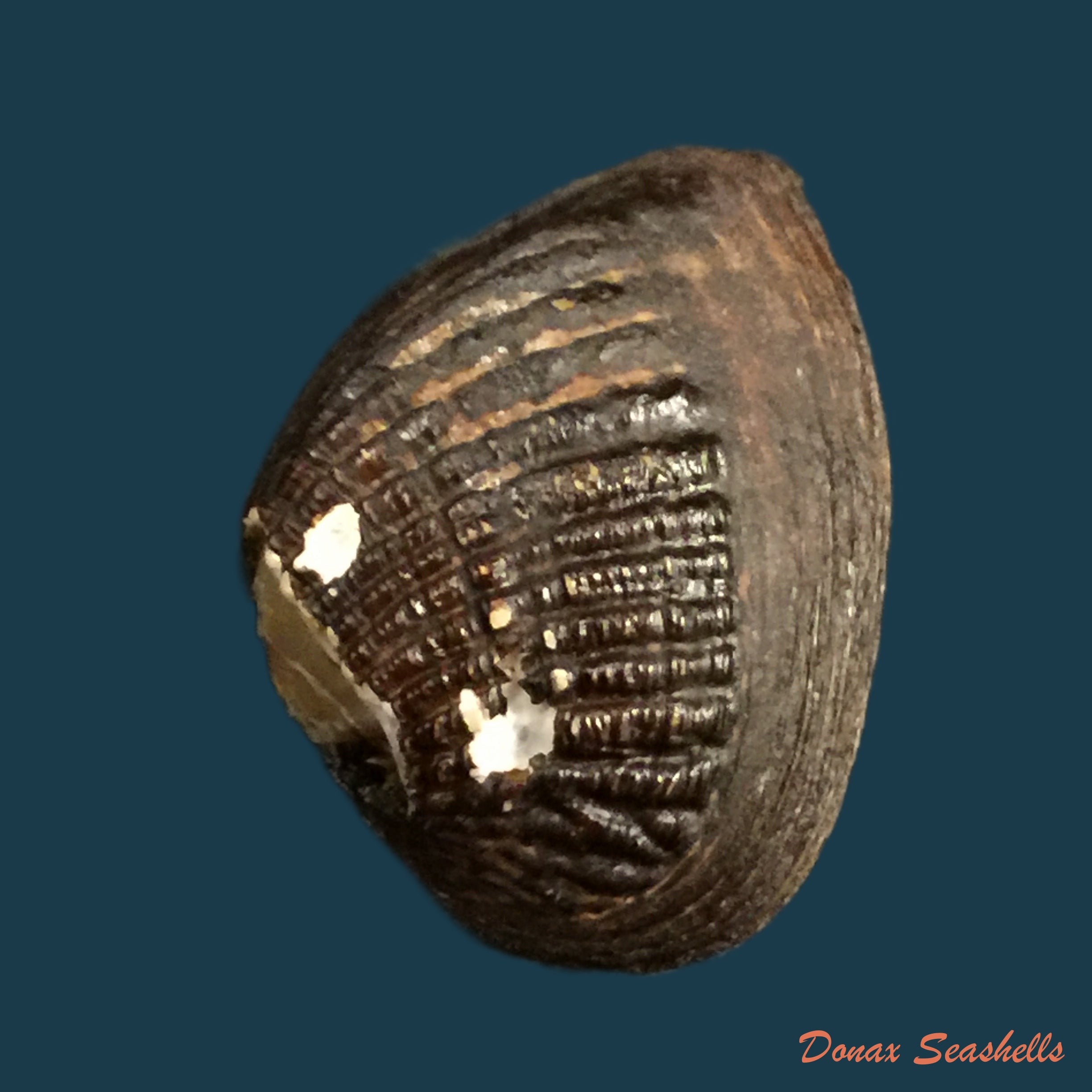 copia-de-castalia-colombiana-olsson-c-b-wurtz-1951-30-6mm-1