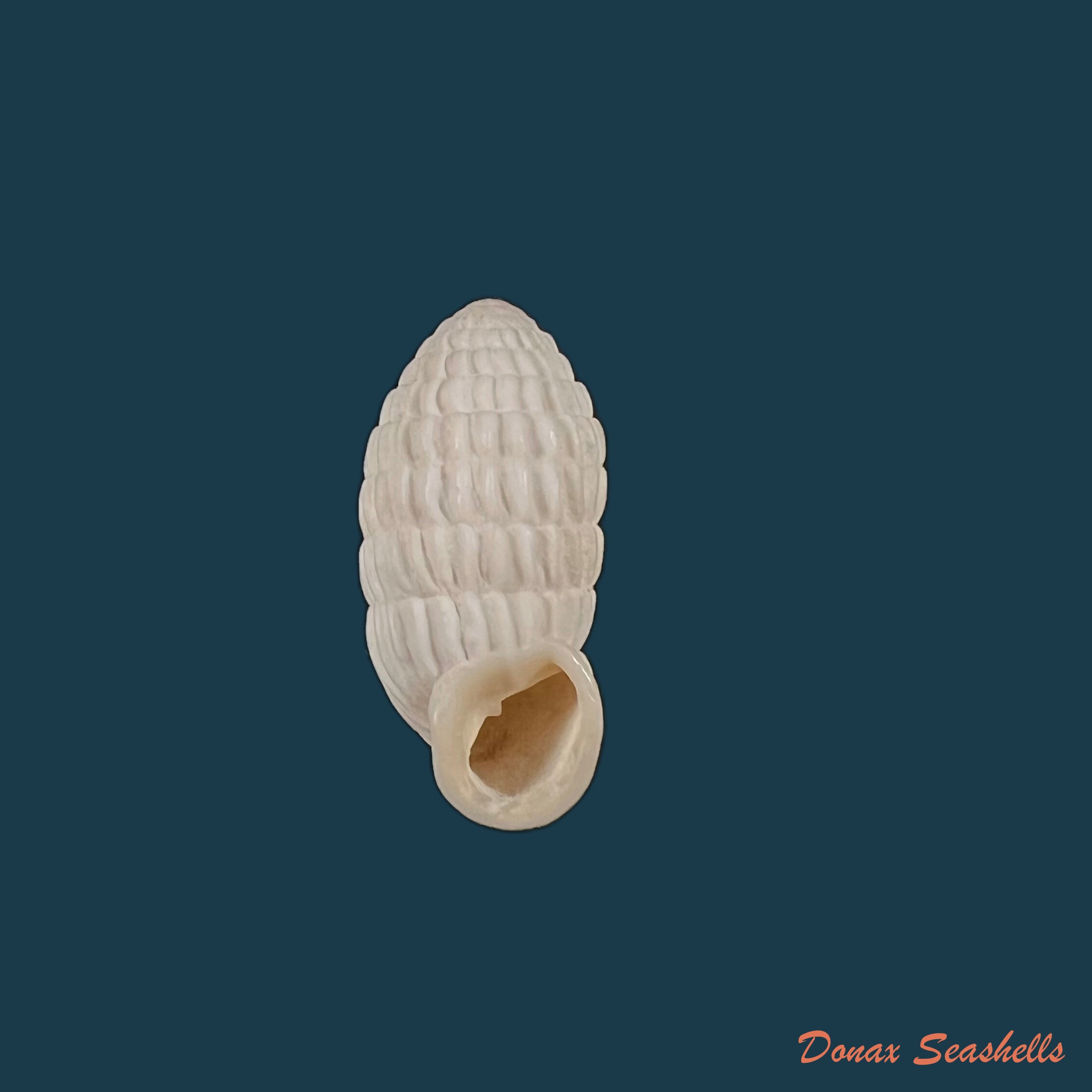 copia-de-cerion-bonairense-h-b-baker-1914-19-9mm
