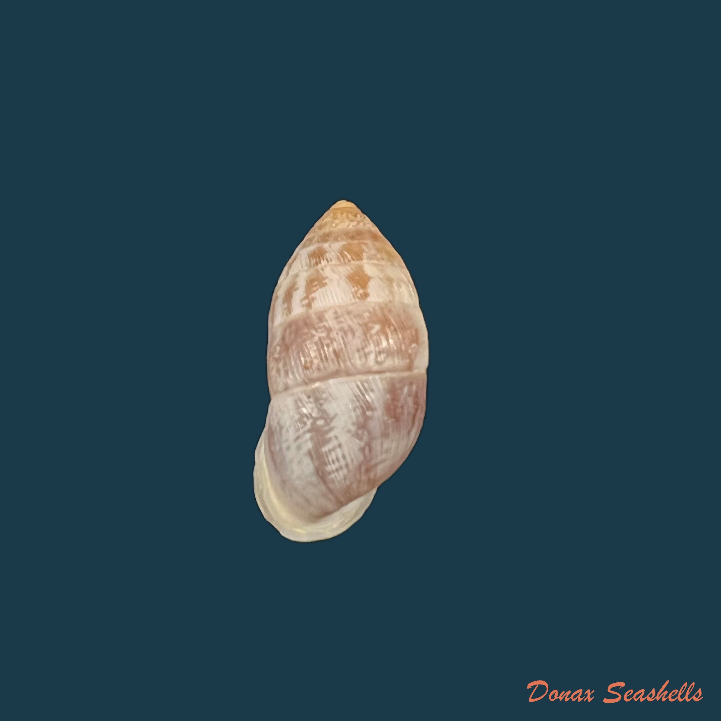 copia-de-cerion-bonairense-h-b-baker-1914-20-8mm